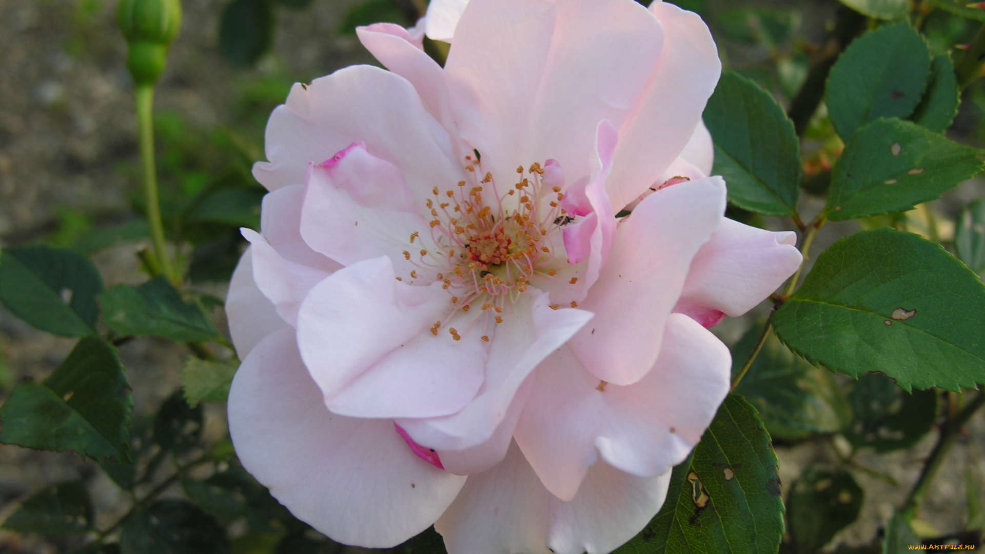 цветы, розы, цветок