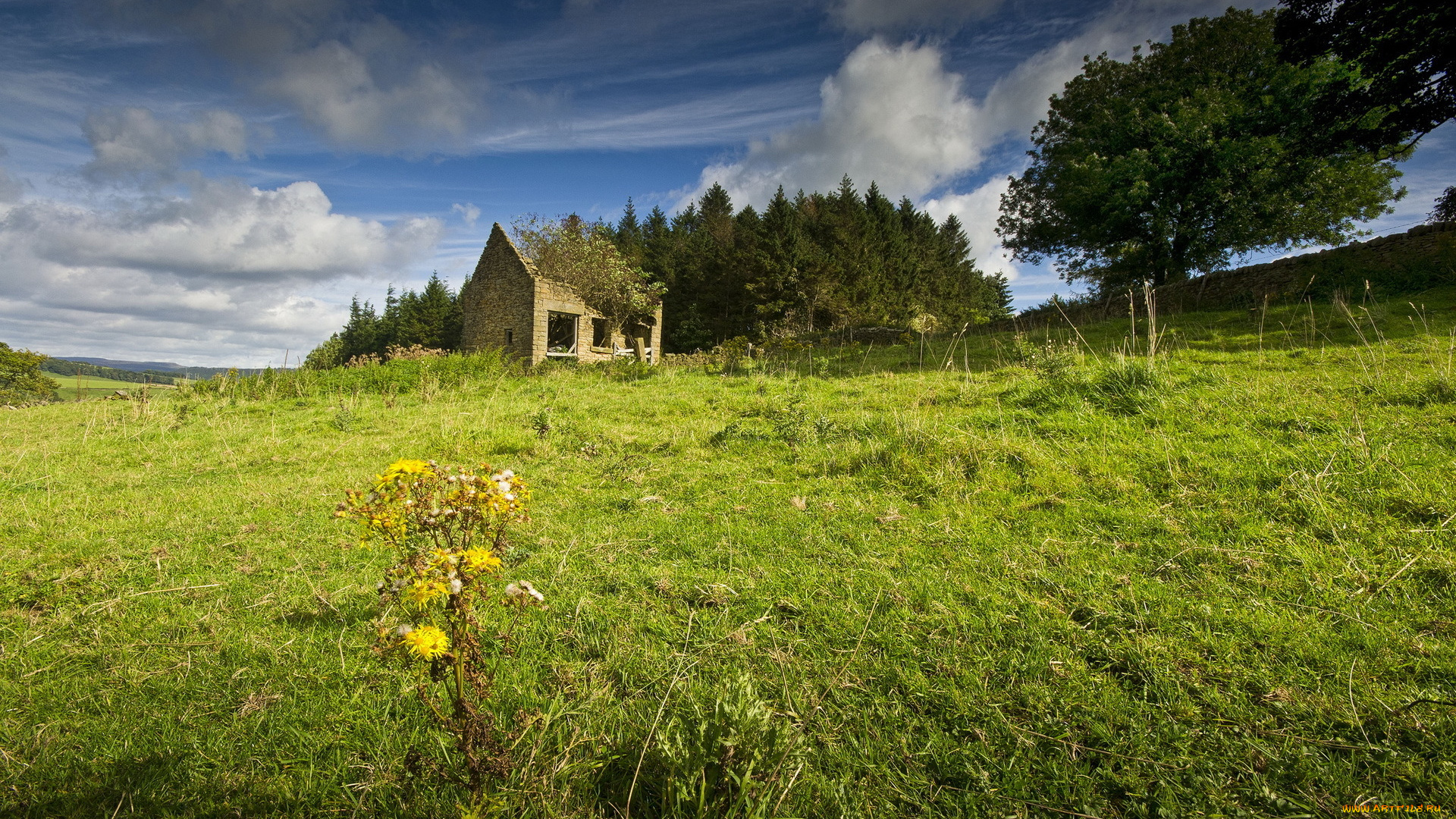 природа, луга, луг