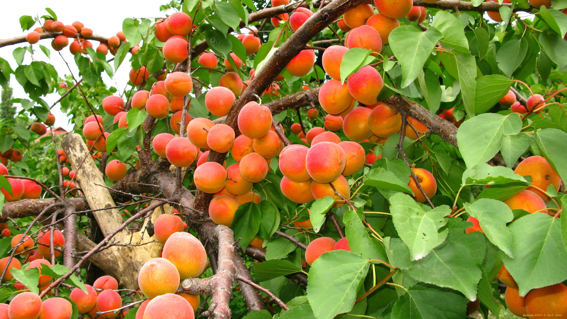 природа, плоды, персики