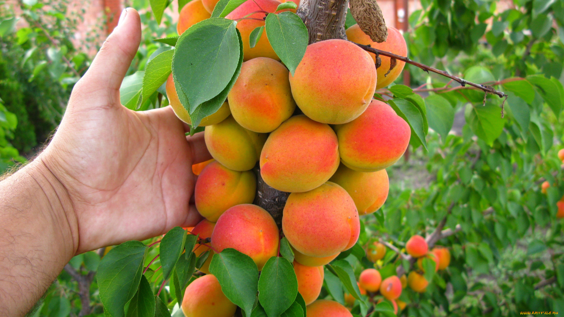 природа, плоды, персики