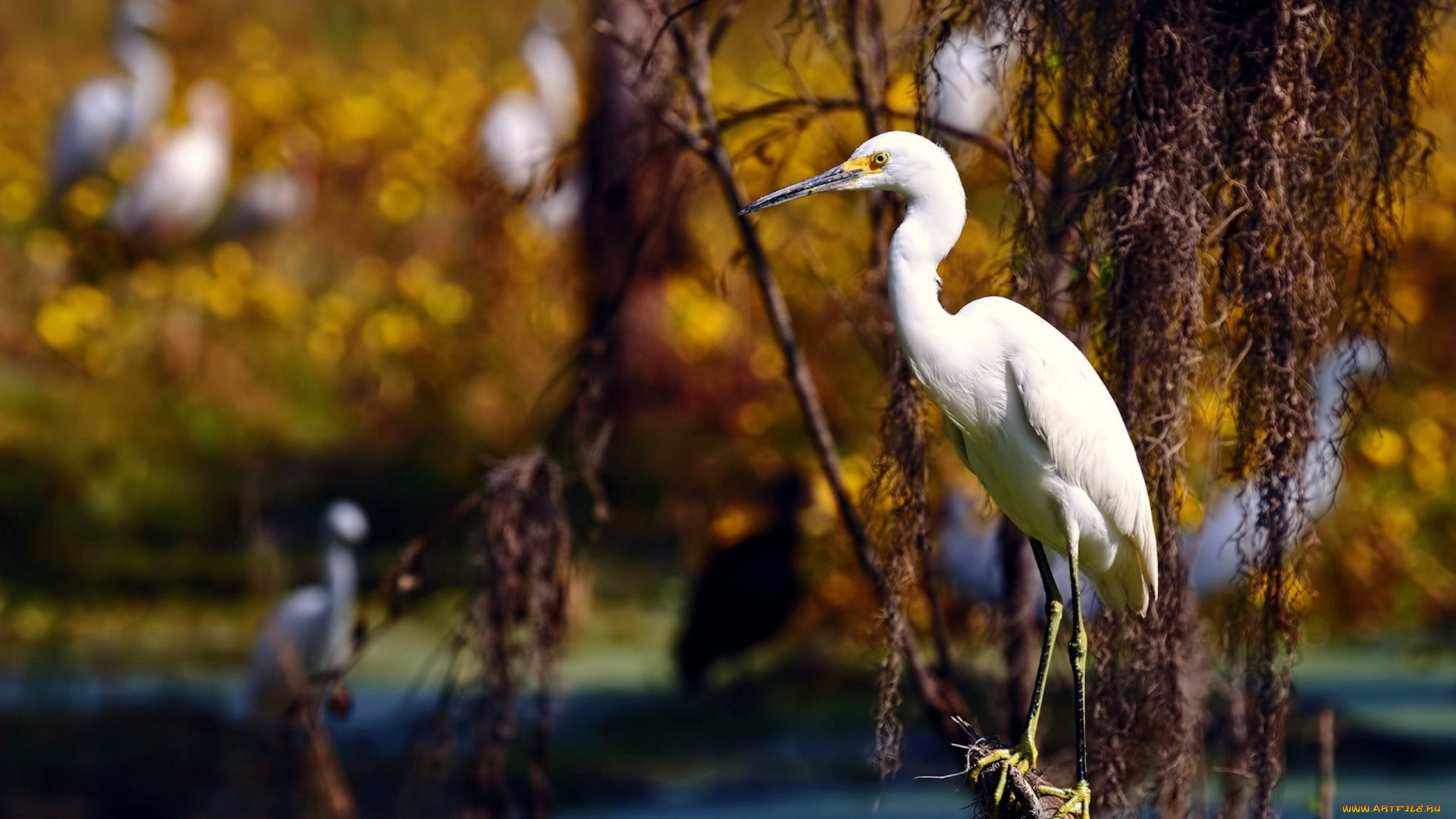 животные, цапли, дерево, ветка, цапля