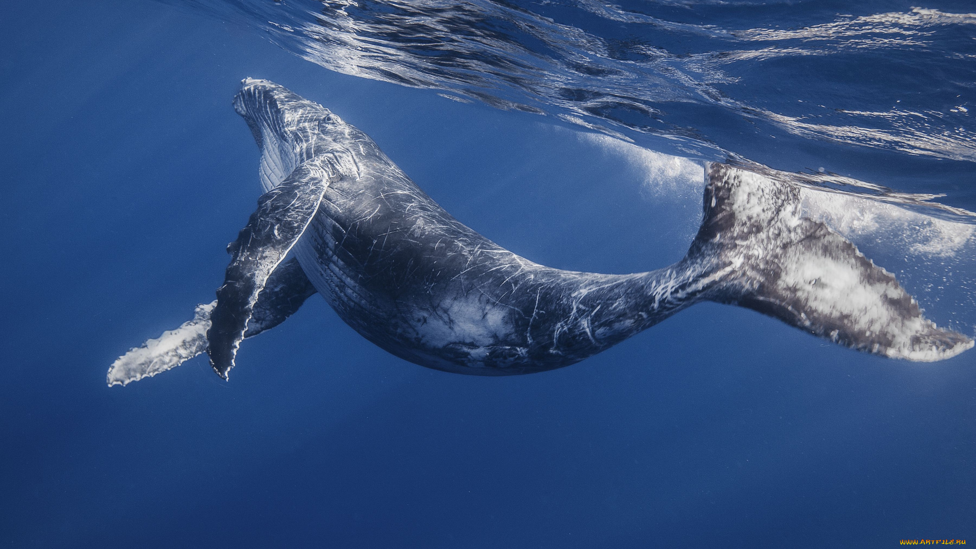 животные, киты, кашалоты, детеныш, кита