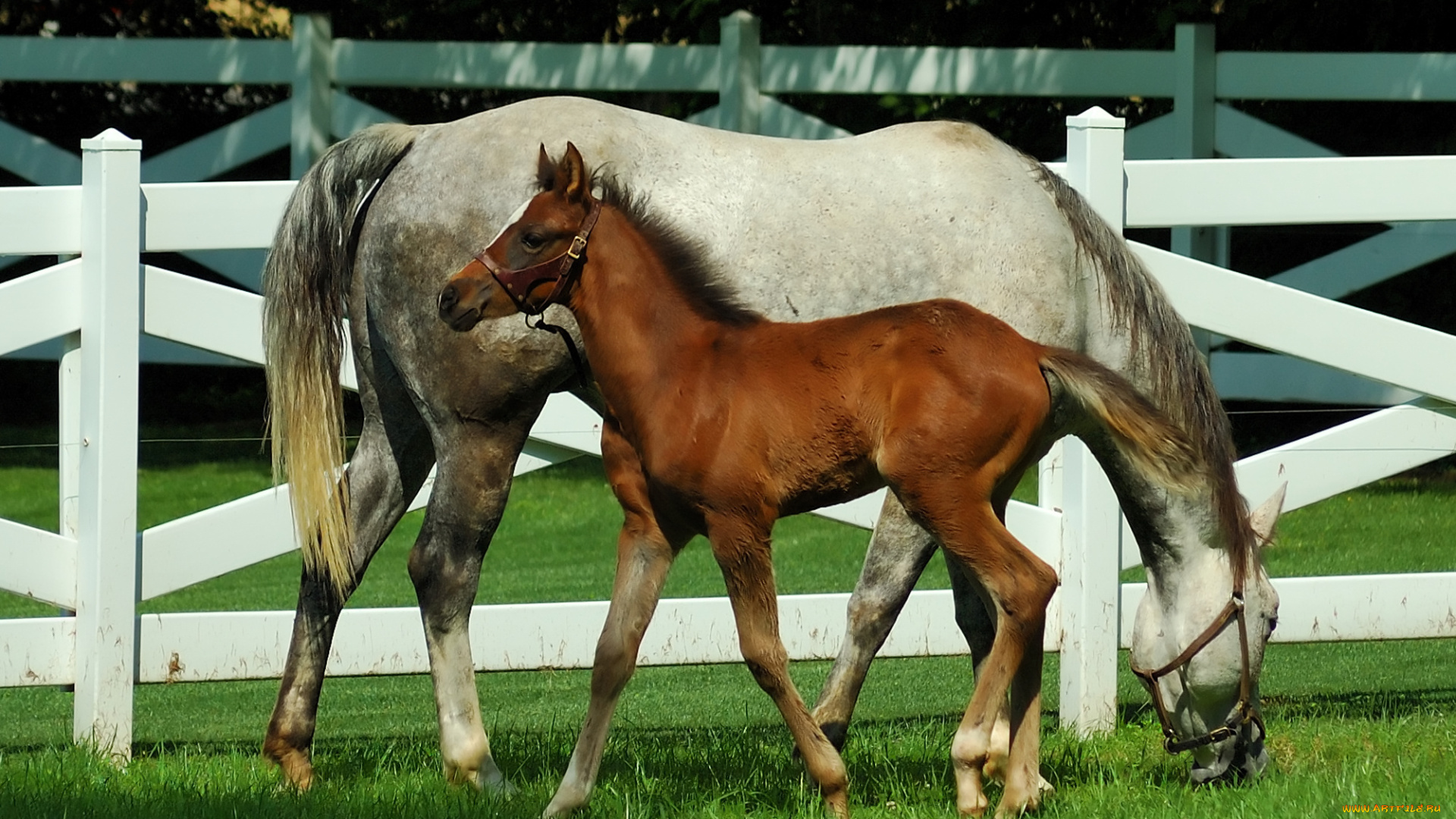 животные, лошади, лошадь