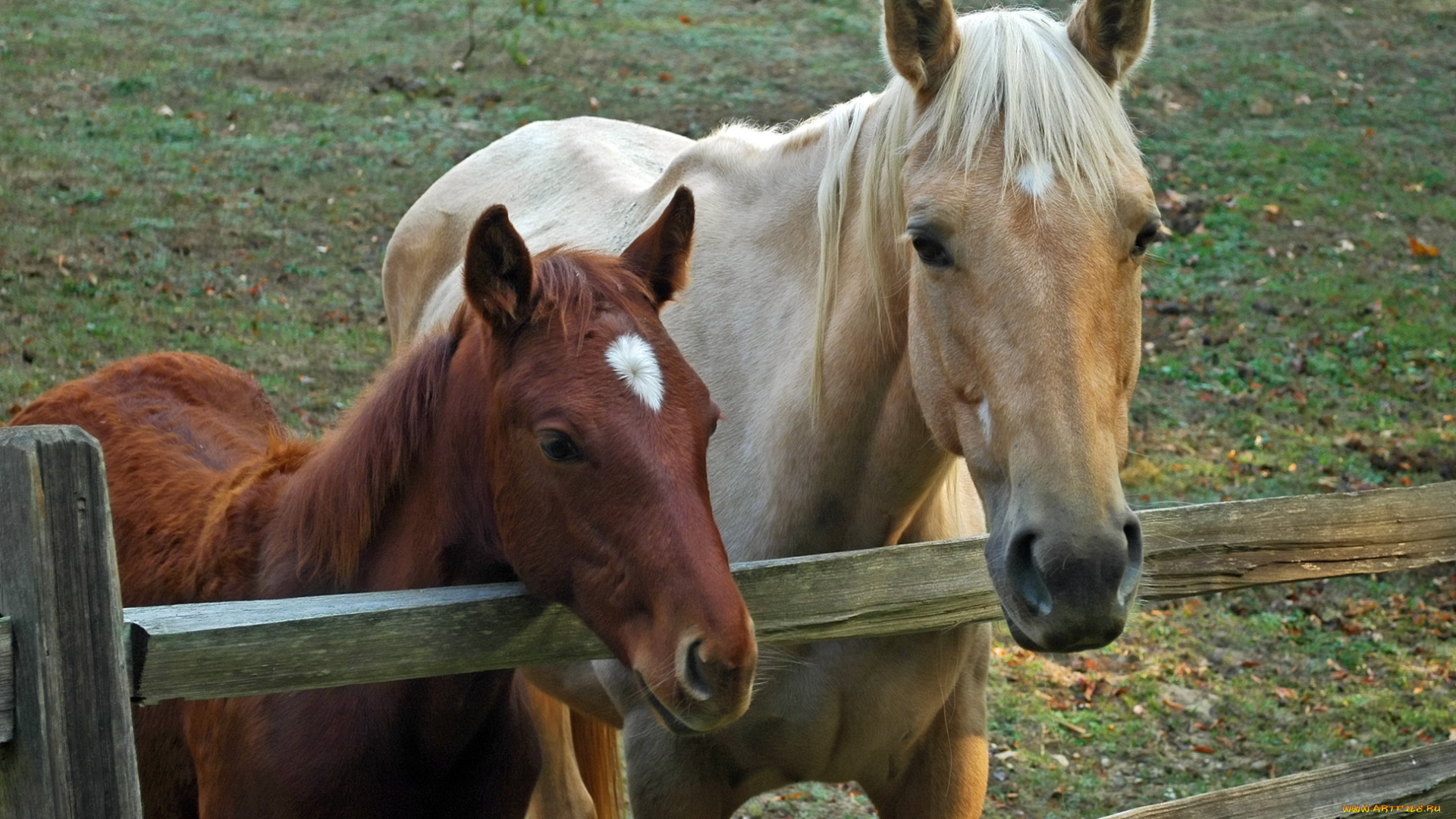животные, лошади, лошадь
