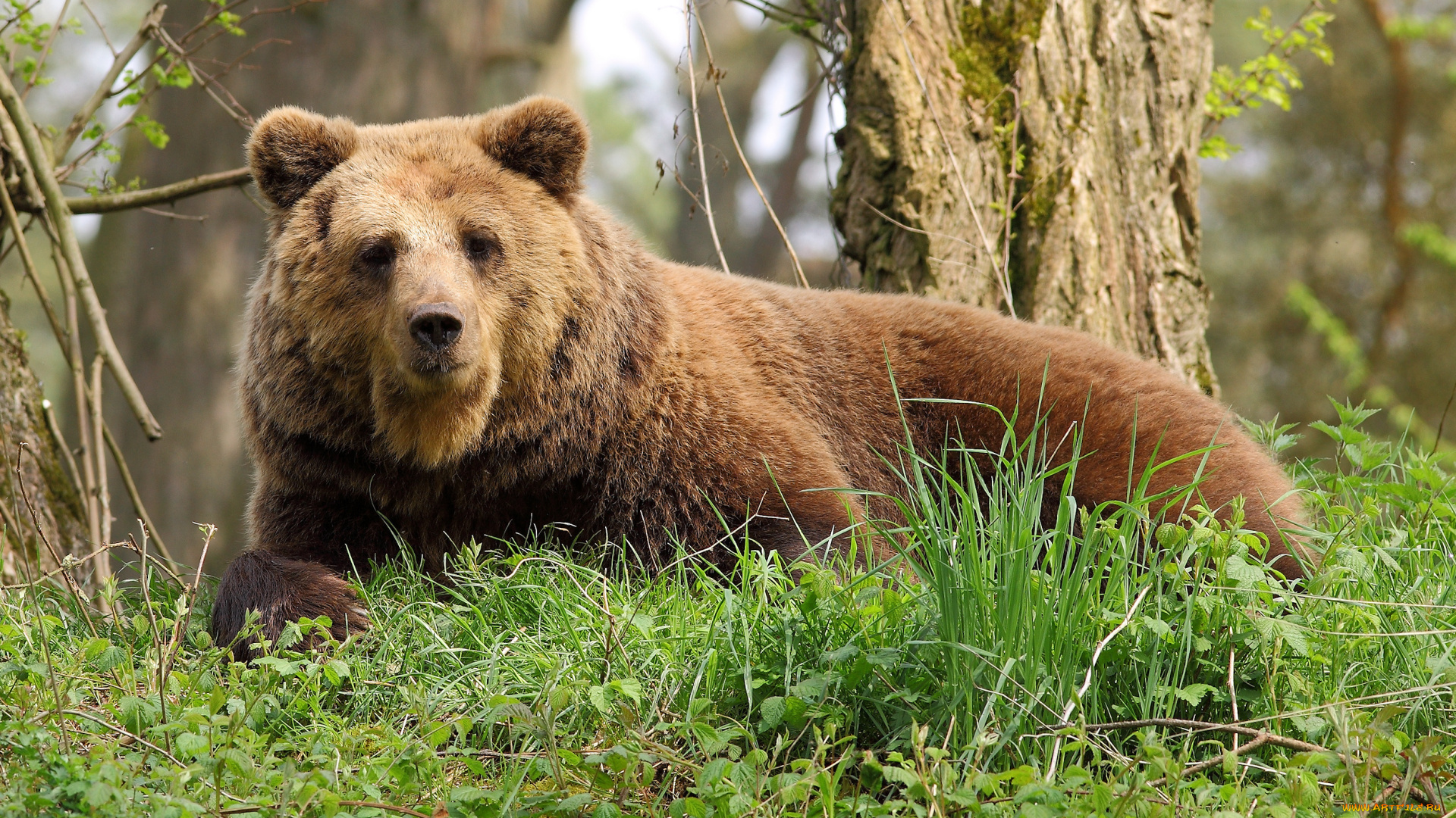 животные, медведи, bear, trees, nature, grass