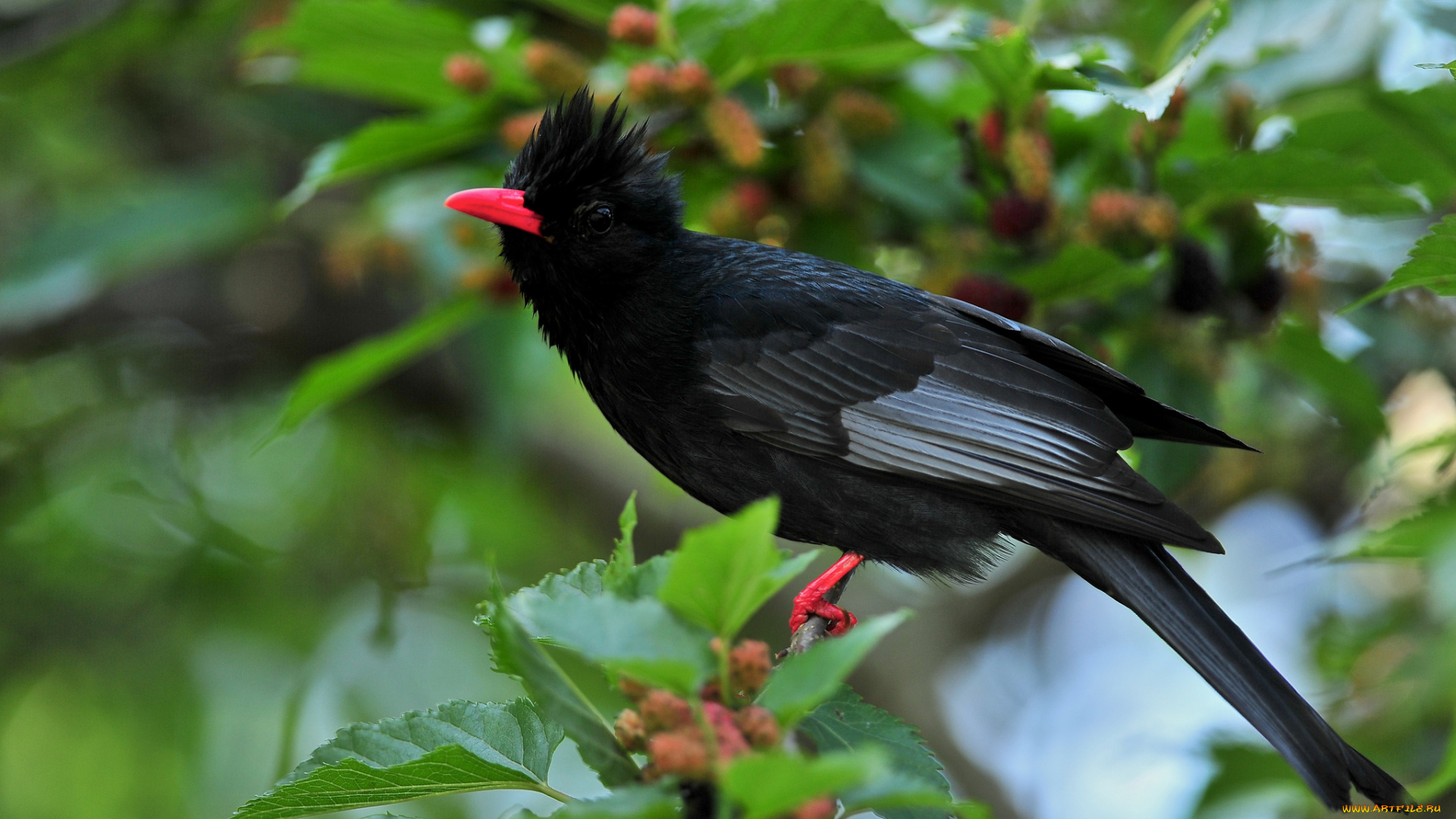 животные, птицы, листья
