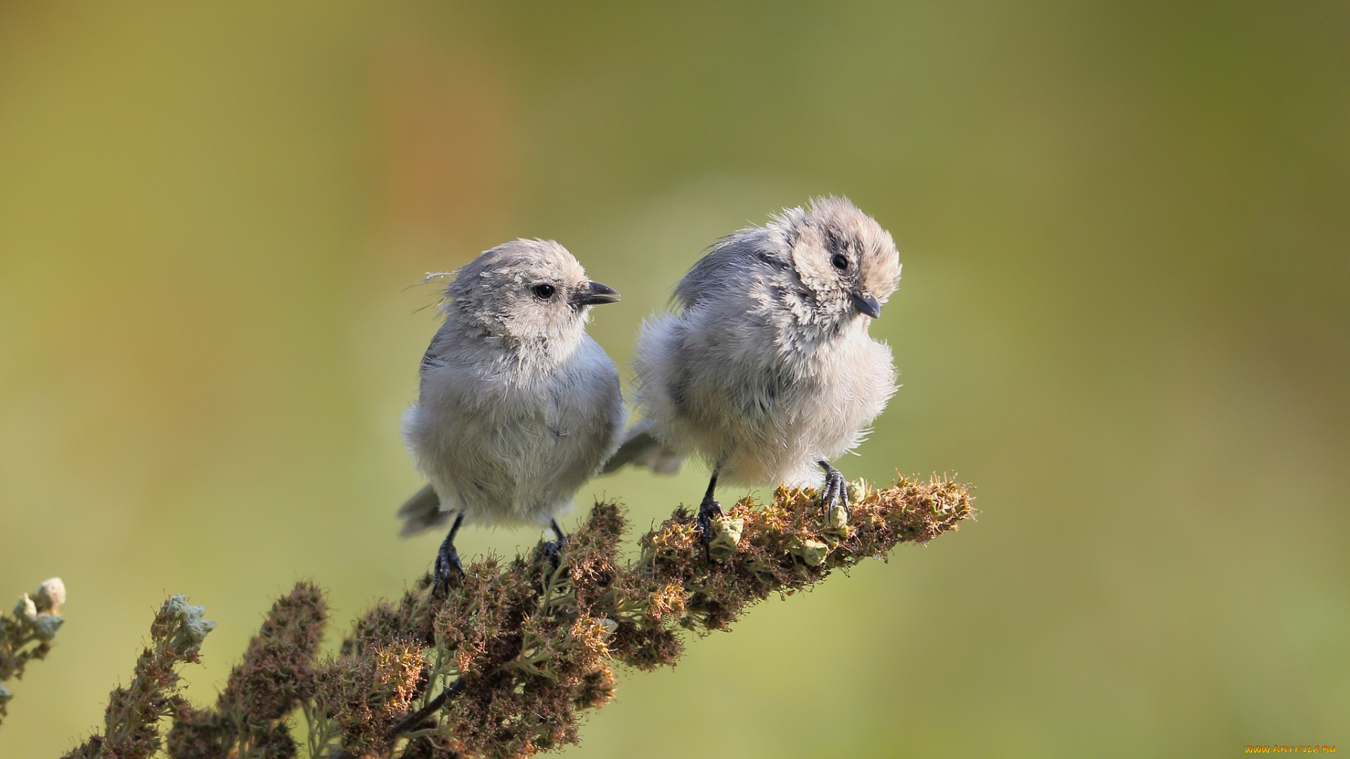 животные, птицы, милый, птенцы, перья