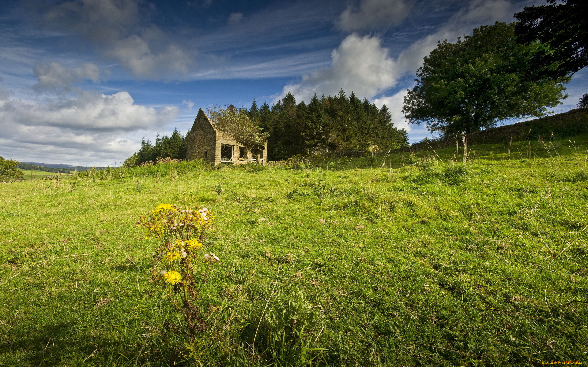 природа, луга, луг