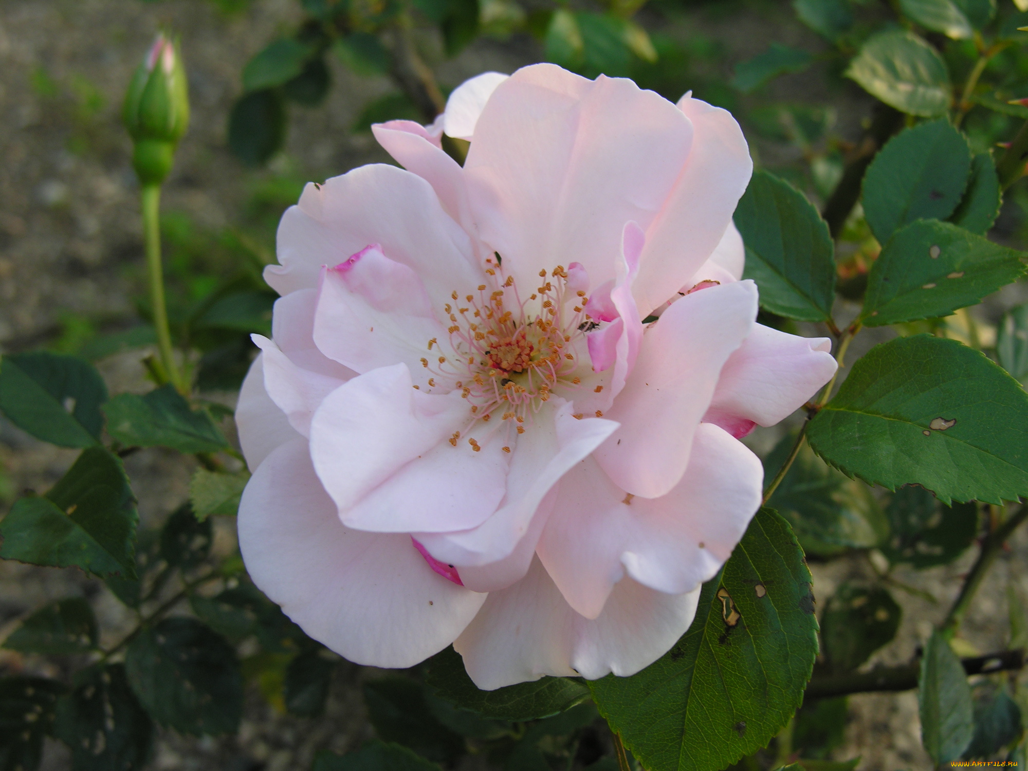 цветы, розы, цветок