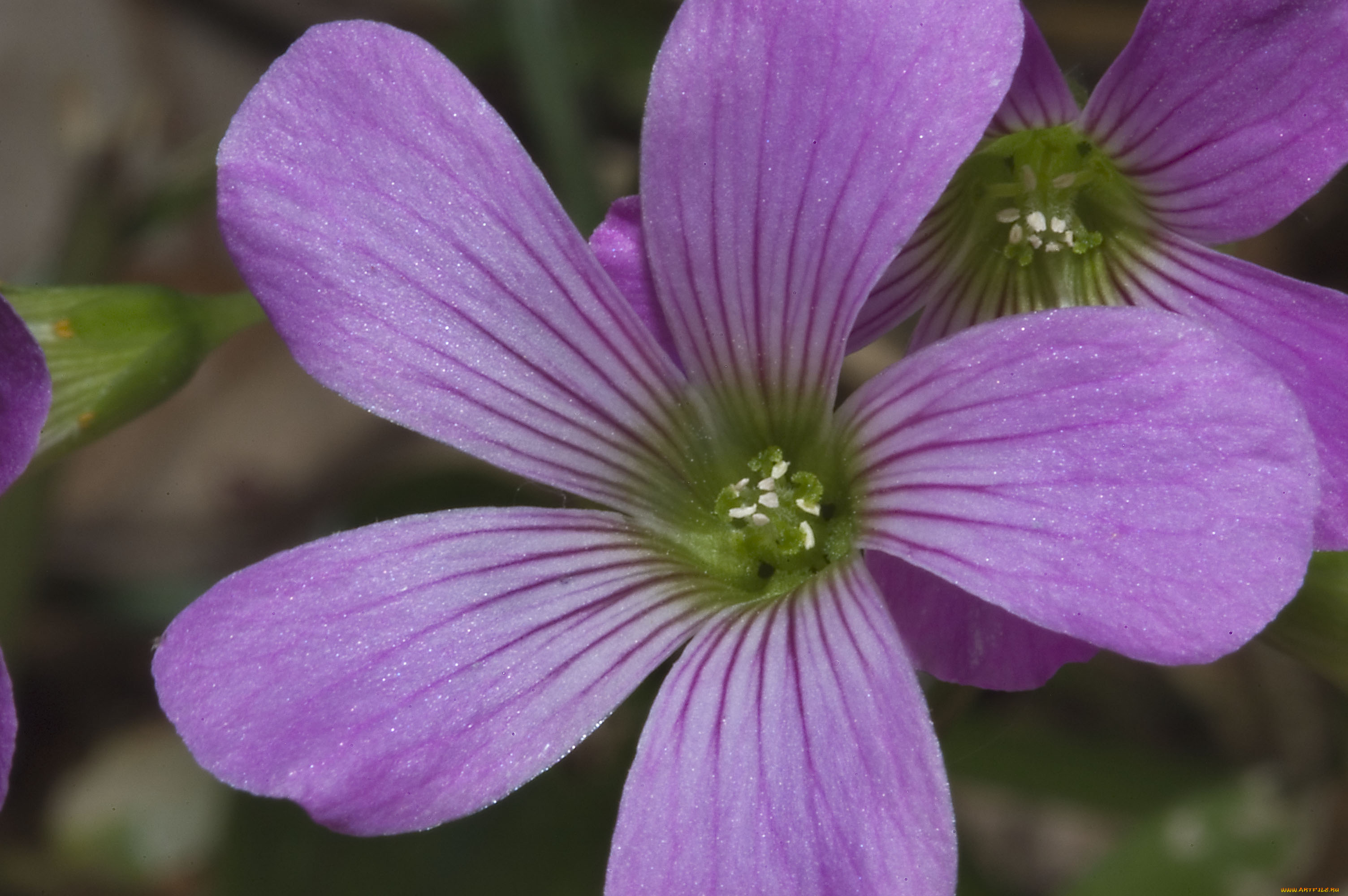 цветы, цветок