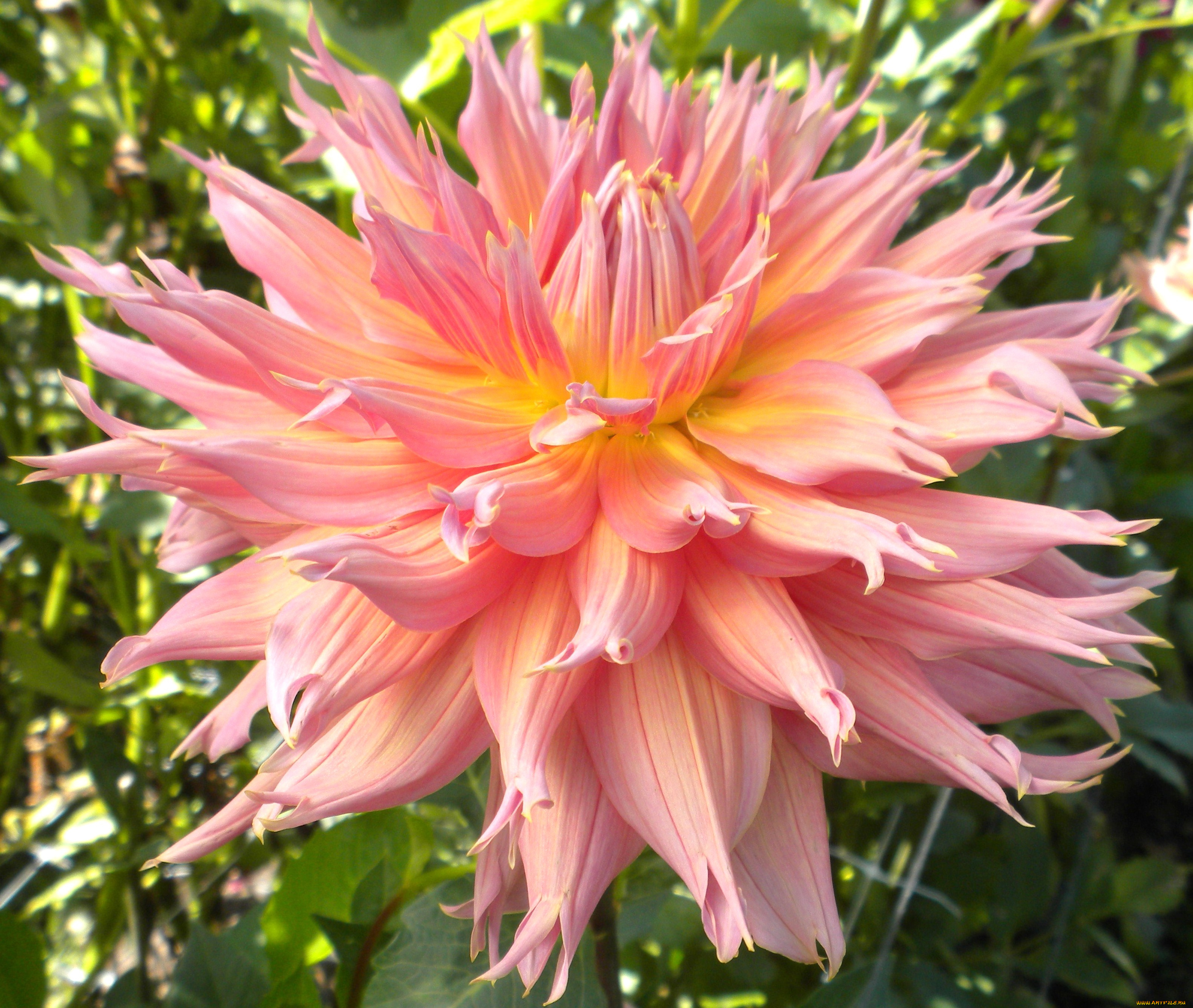 цветы, георгины