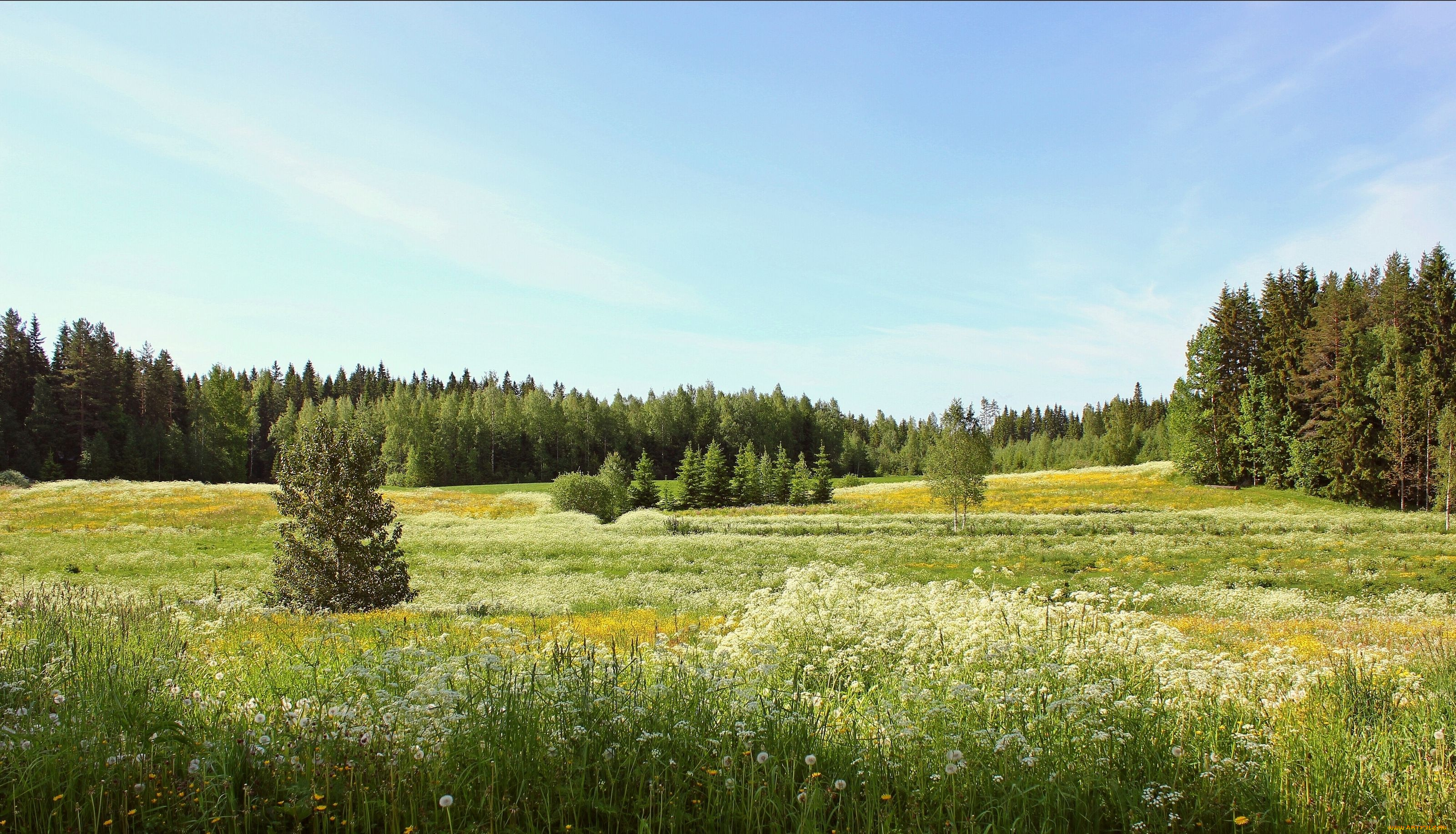 природа, луга, лес, лето, цветы, деревья, луг, пейзаж