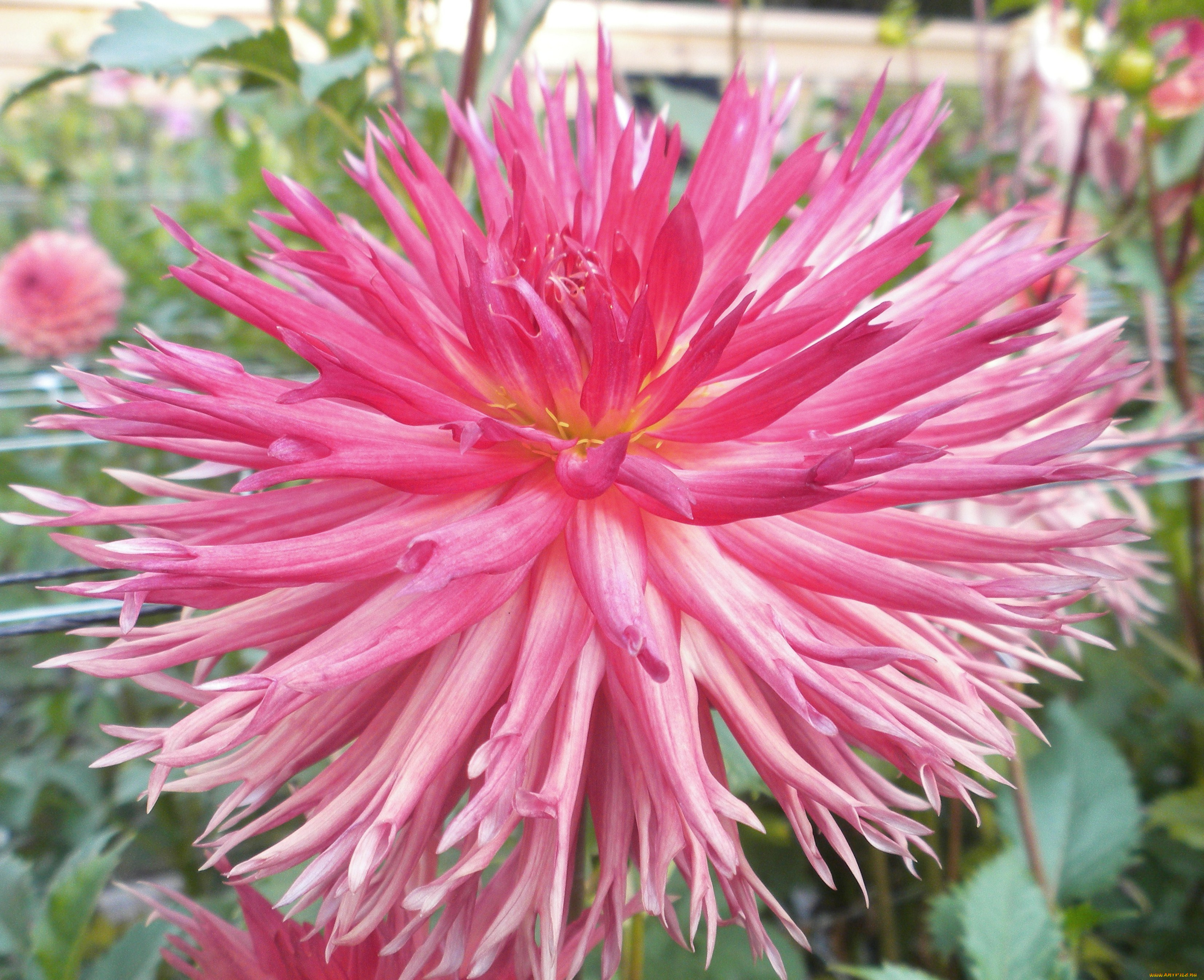 цветы, георгины