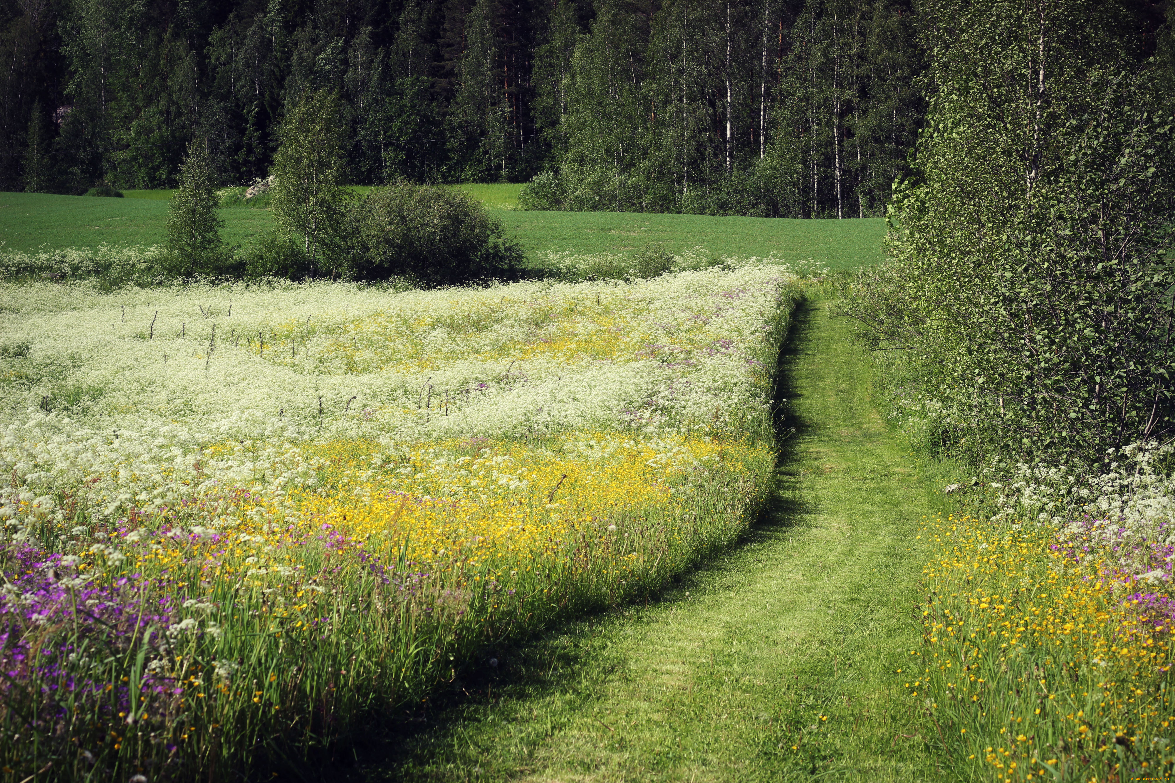 природа, дороги, луг, цветы, лес, деревья, лето