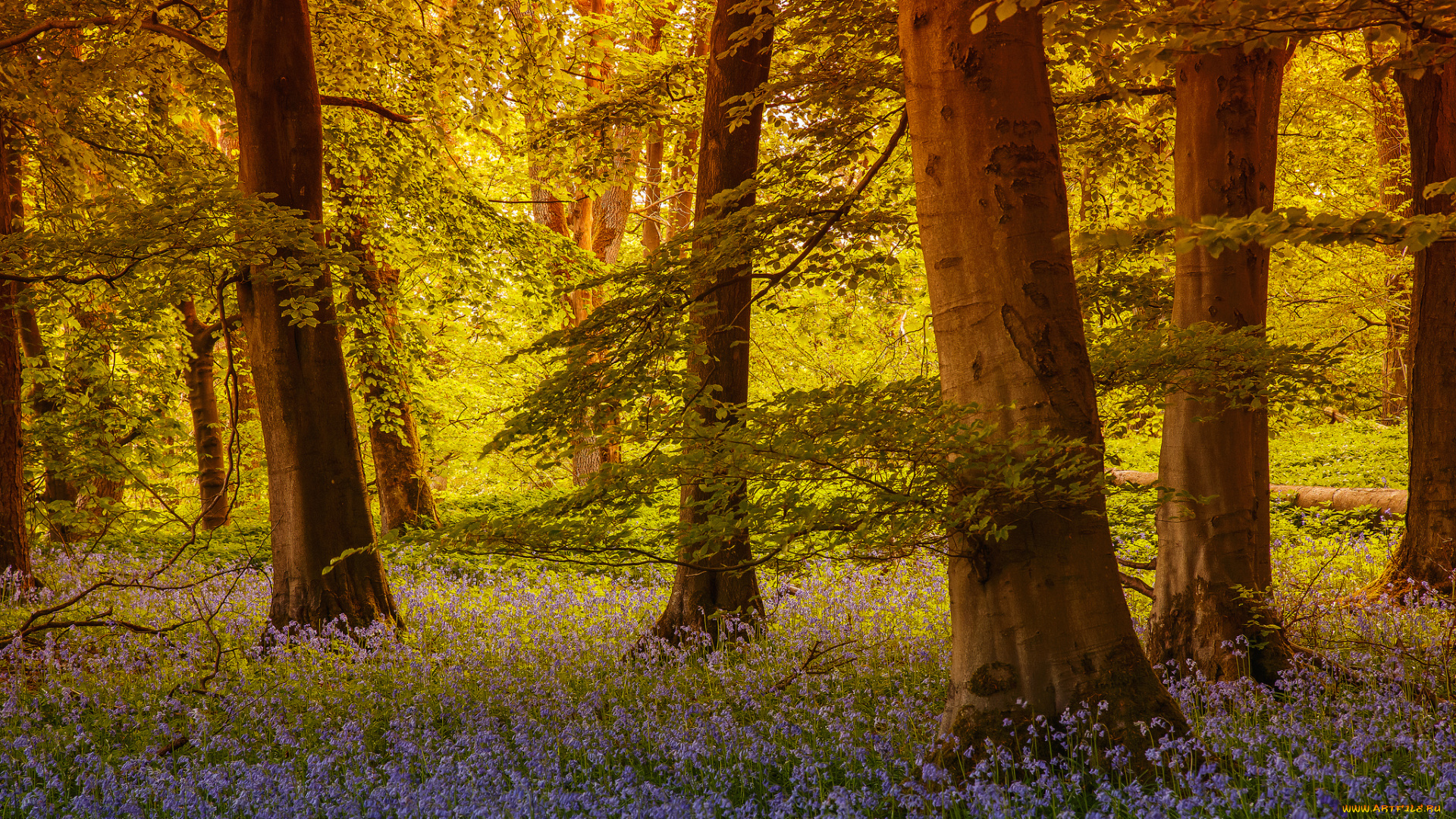 grass, wood, grassington, north, yorkshire, england, природа, лес, северный, йоркшир, англия, деревья, колокольчики, цветы