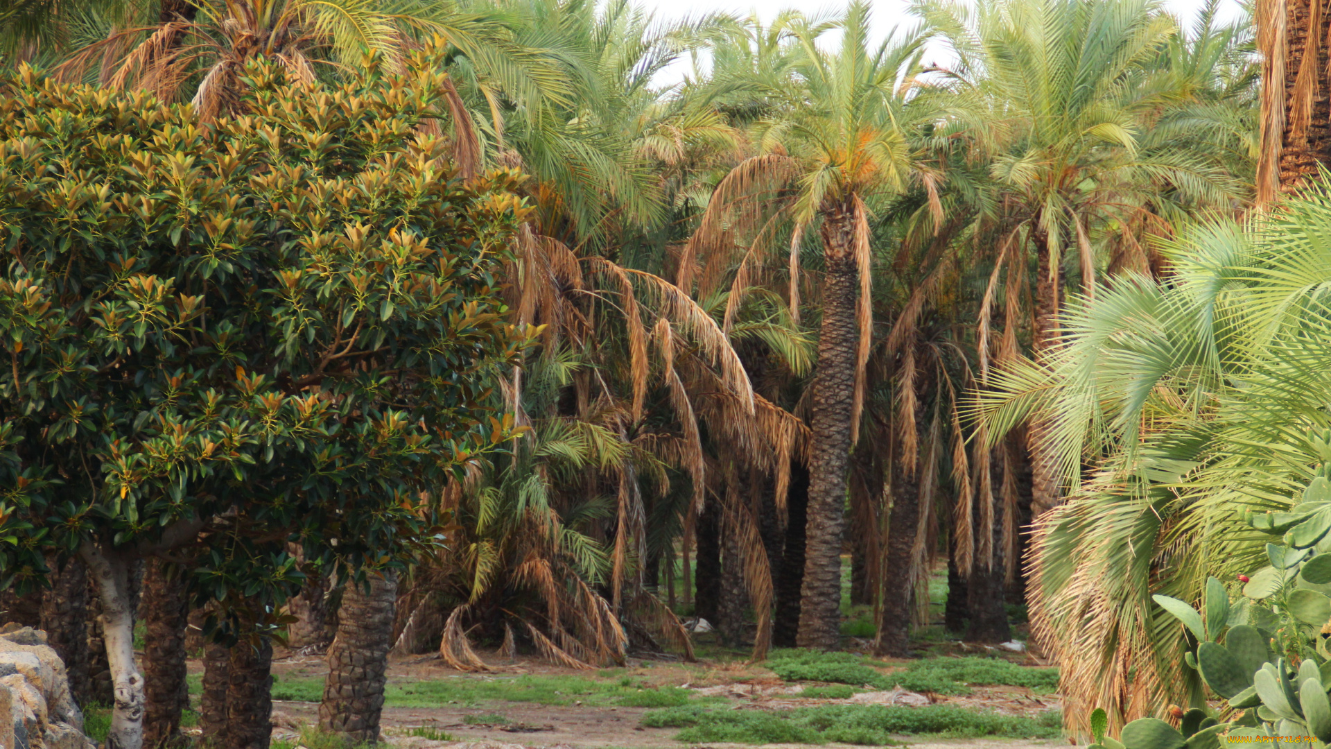 италия, сицилия, ачиреале, природа, парк, деревья