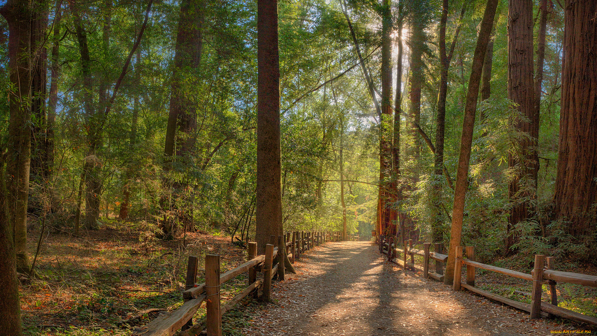 природа, дороги, лес, ограда, дорога, лучи, свет