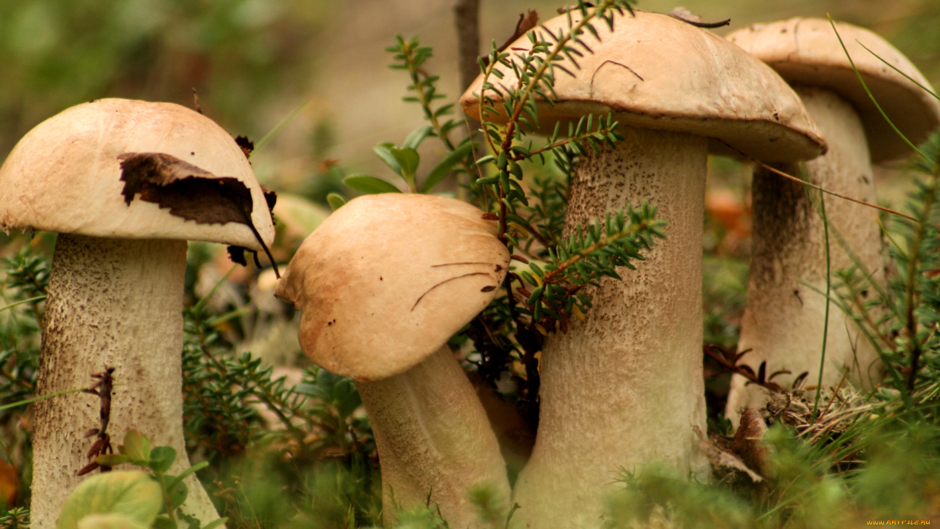 природа, грибы, квартет