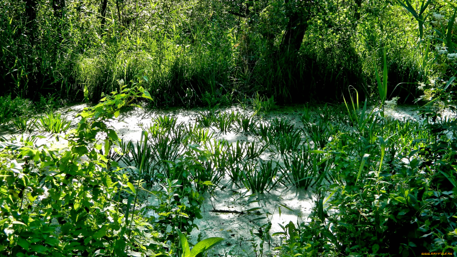 природа, лес, болото, трава, тина, ряска