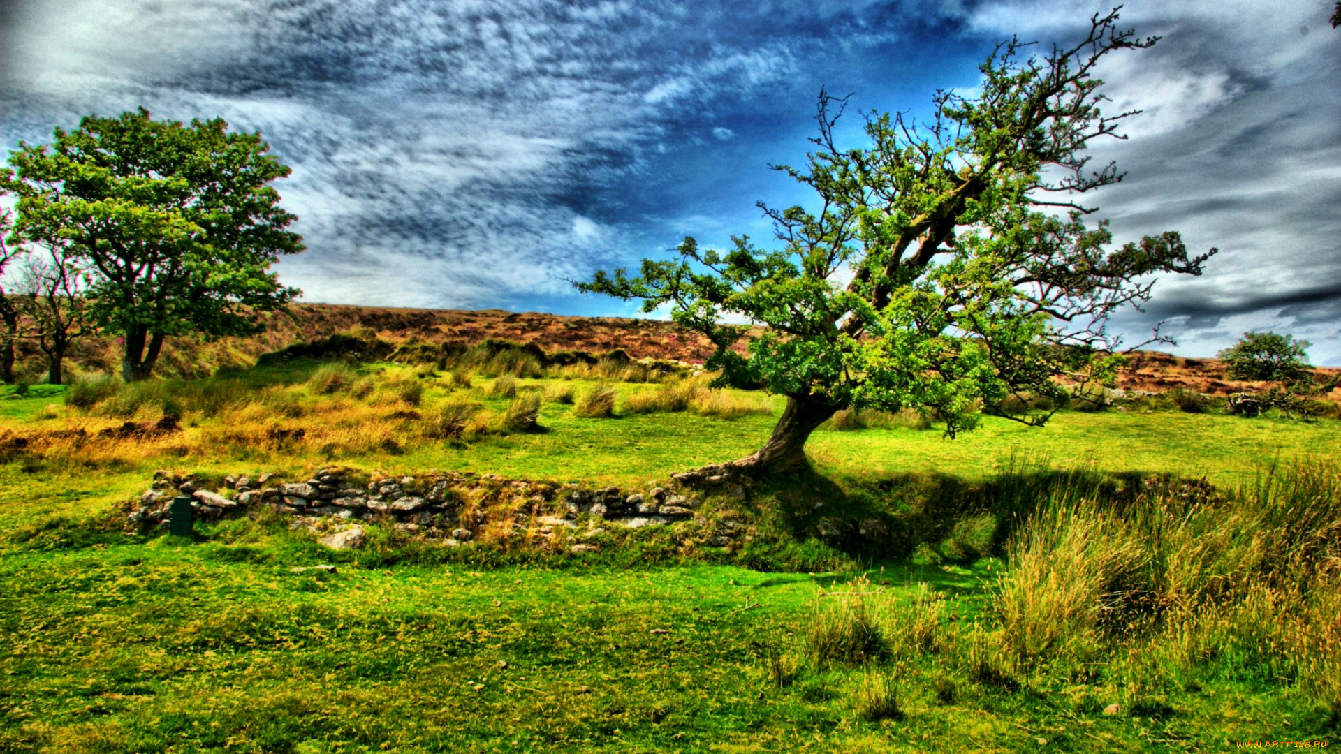 природа, пейзажи, трава, поле, деревья, облака