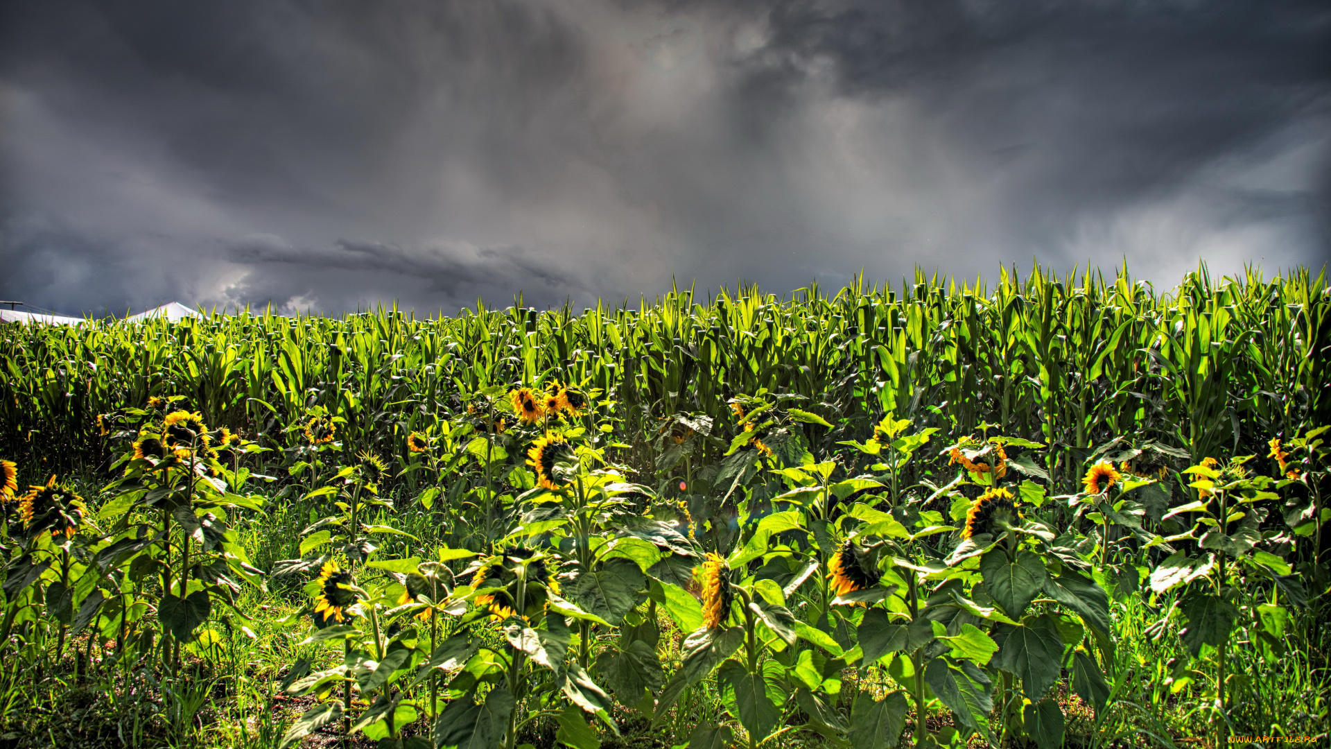 природа, поля, поле, подсолнухи