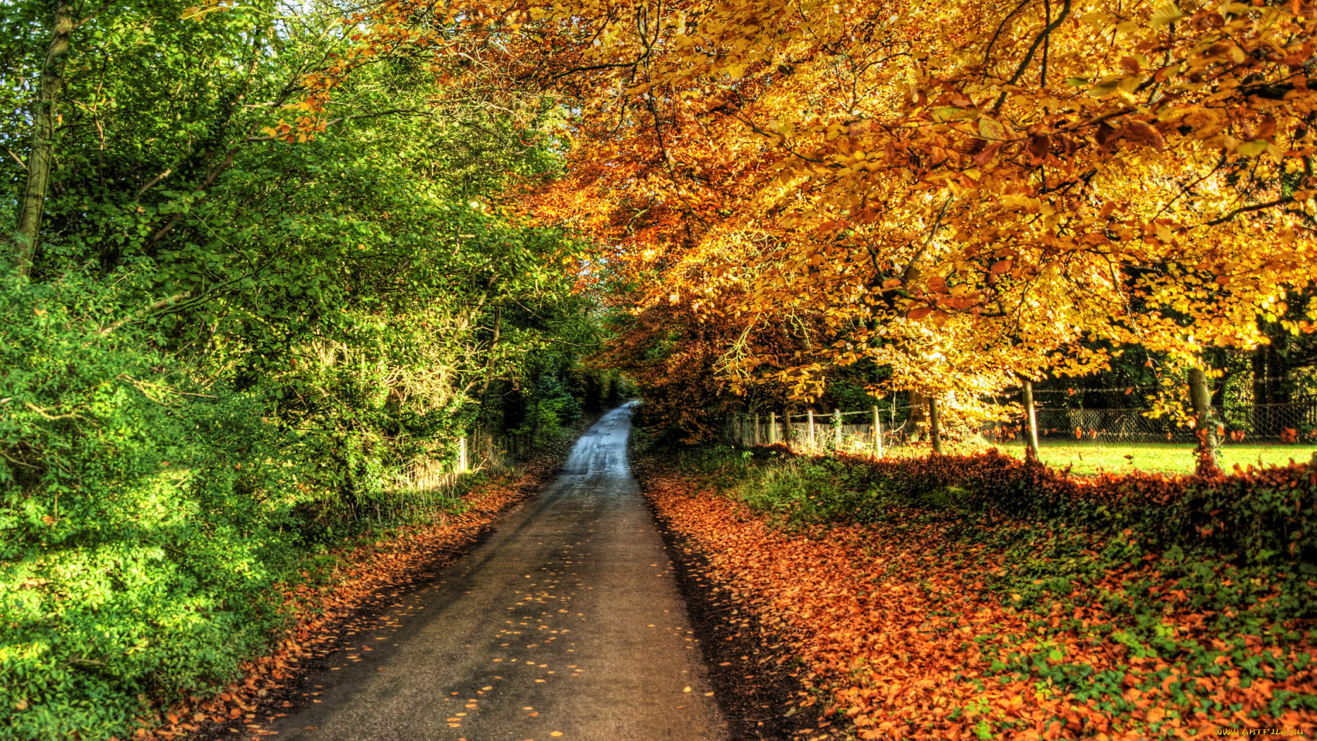 winchester, hampshire, природа, парк, деревья, осень