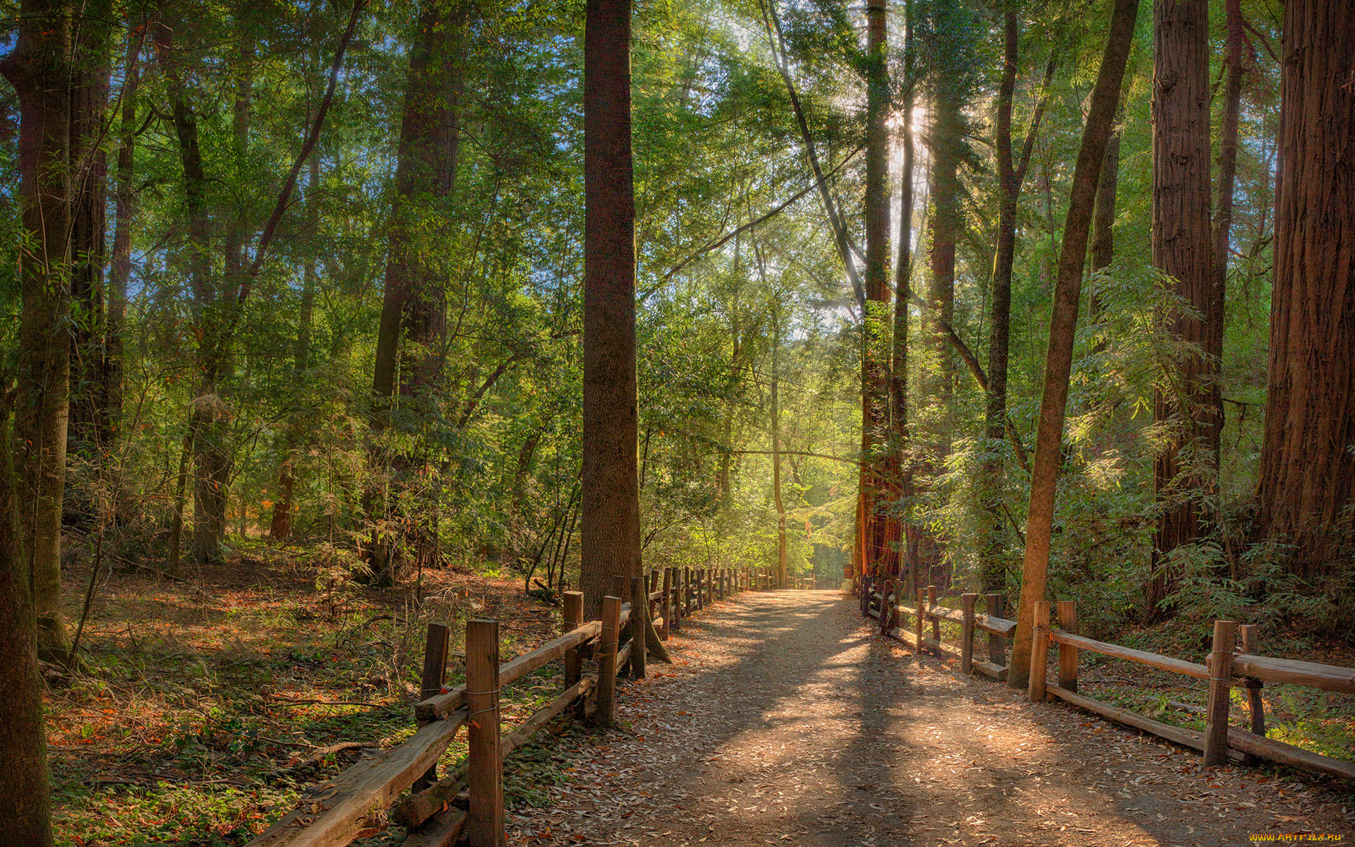 природа, дороги, лес, ограда, дорога, лучи, свет