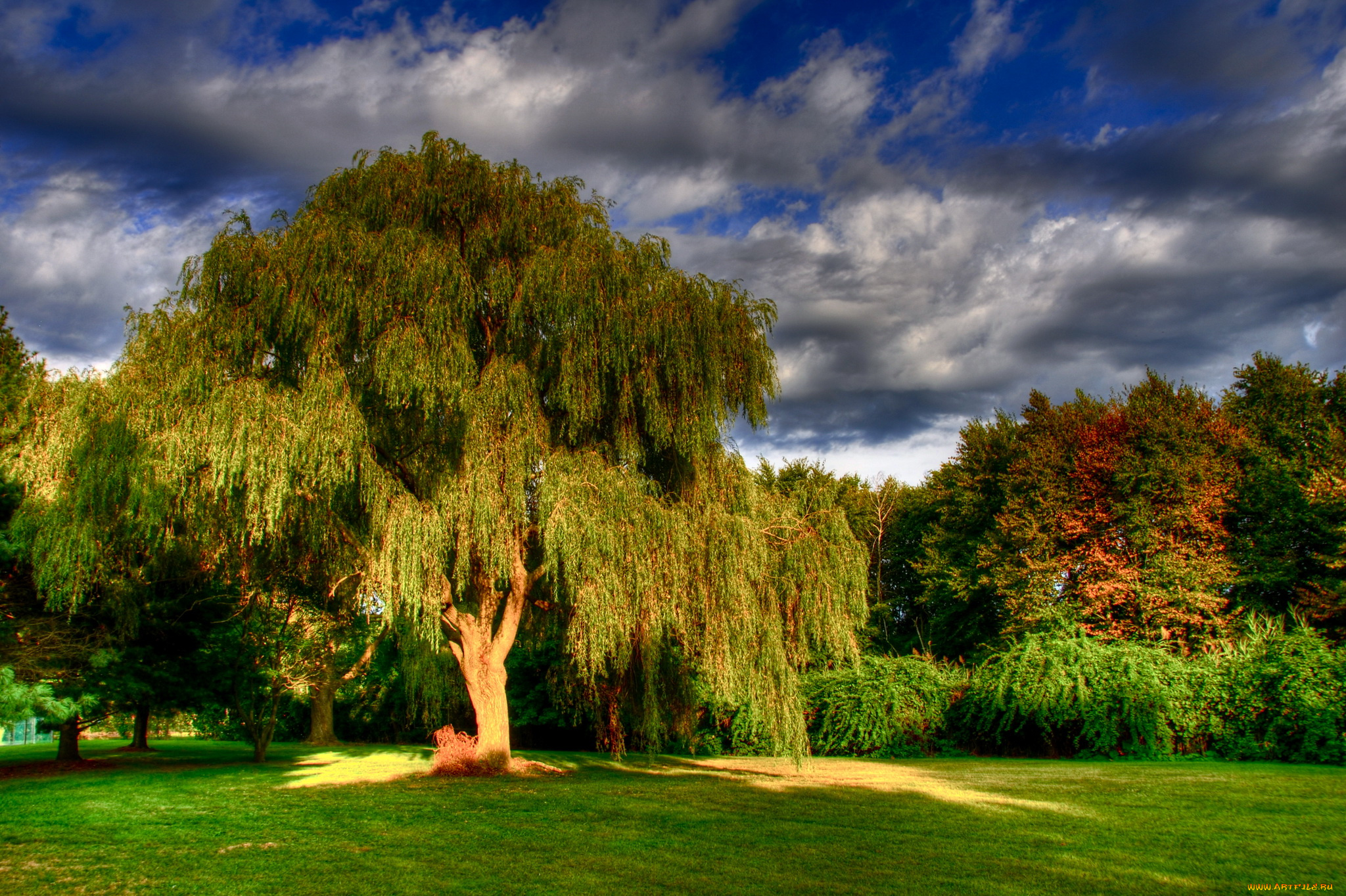 foote, park, branford, usa, природа, парк, деревья, лужайка
