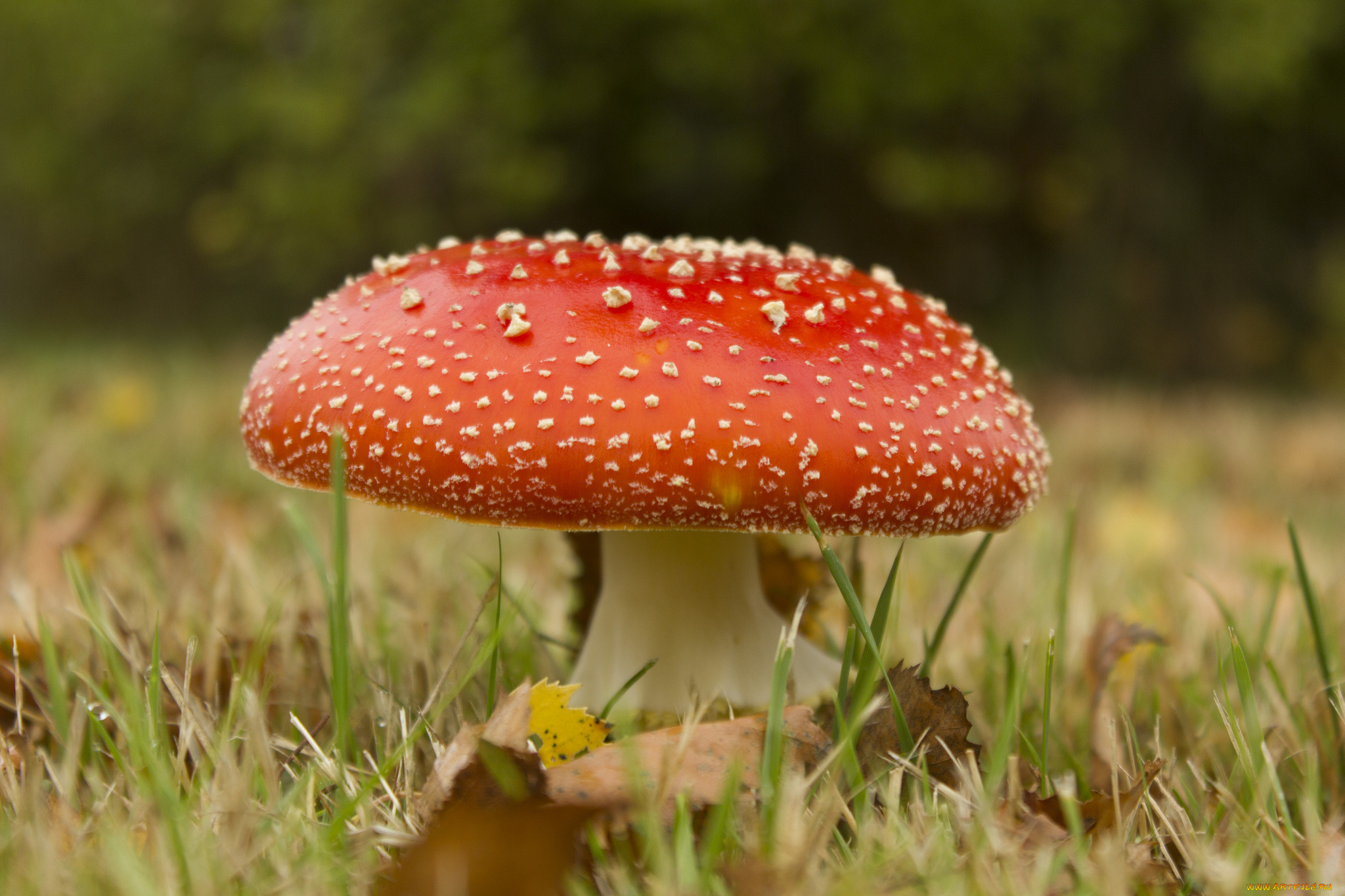 природа, грибы, мухомор, трава, макро