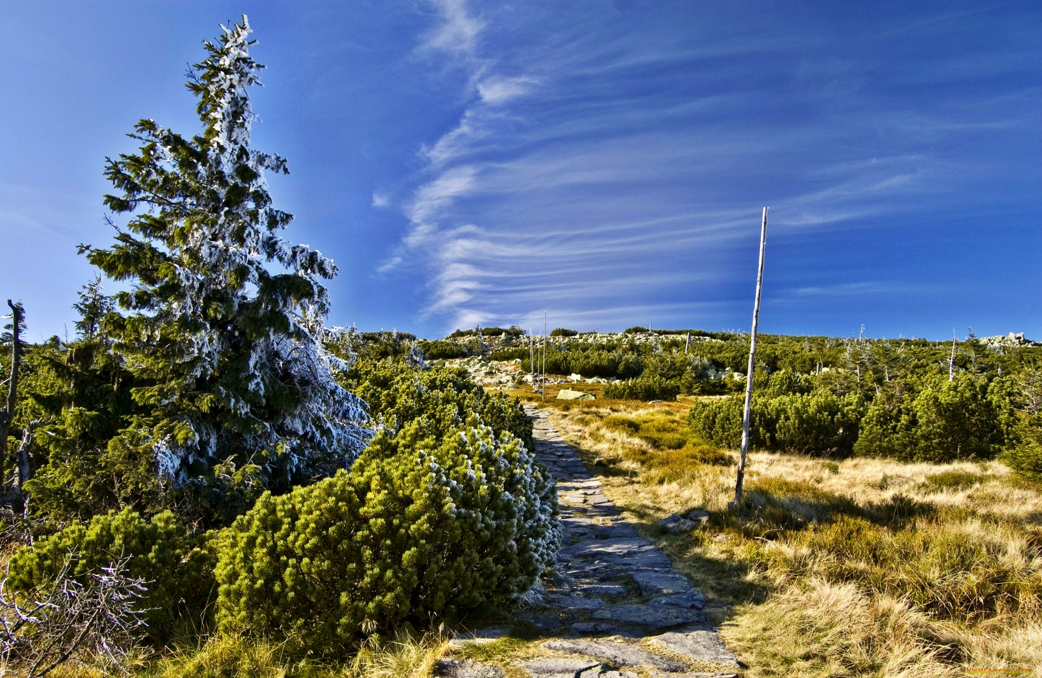 природа, дороги, дорога, поле, трава, кусты, ель, иней