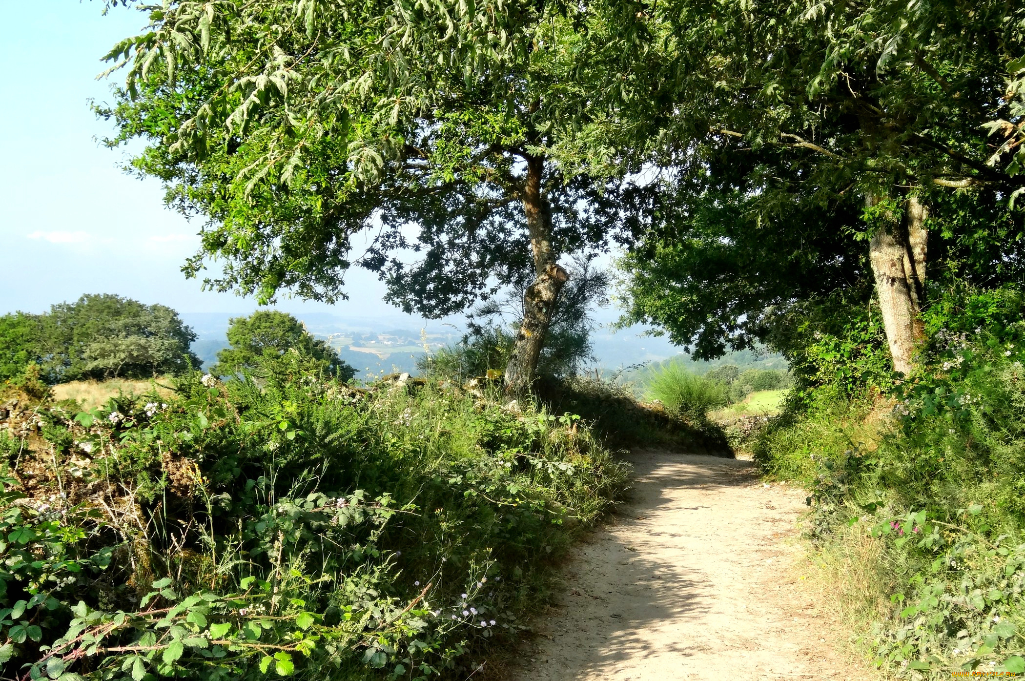 природа, дороги, дорога, трава, деревья