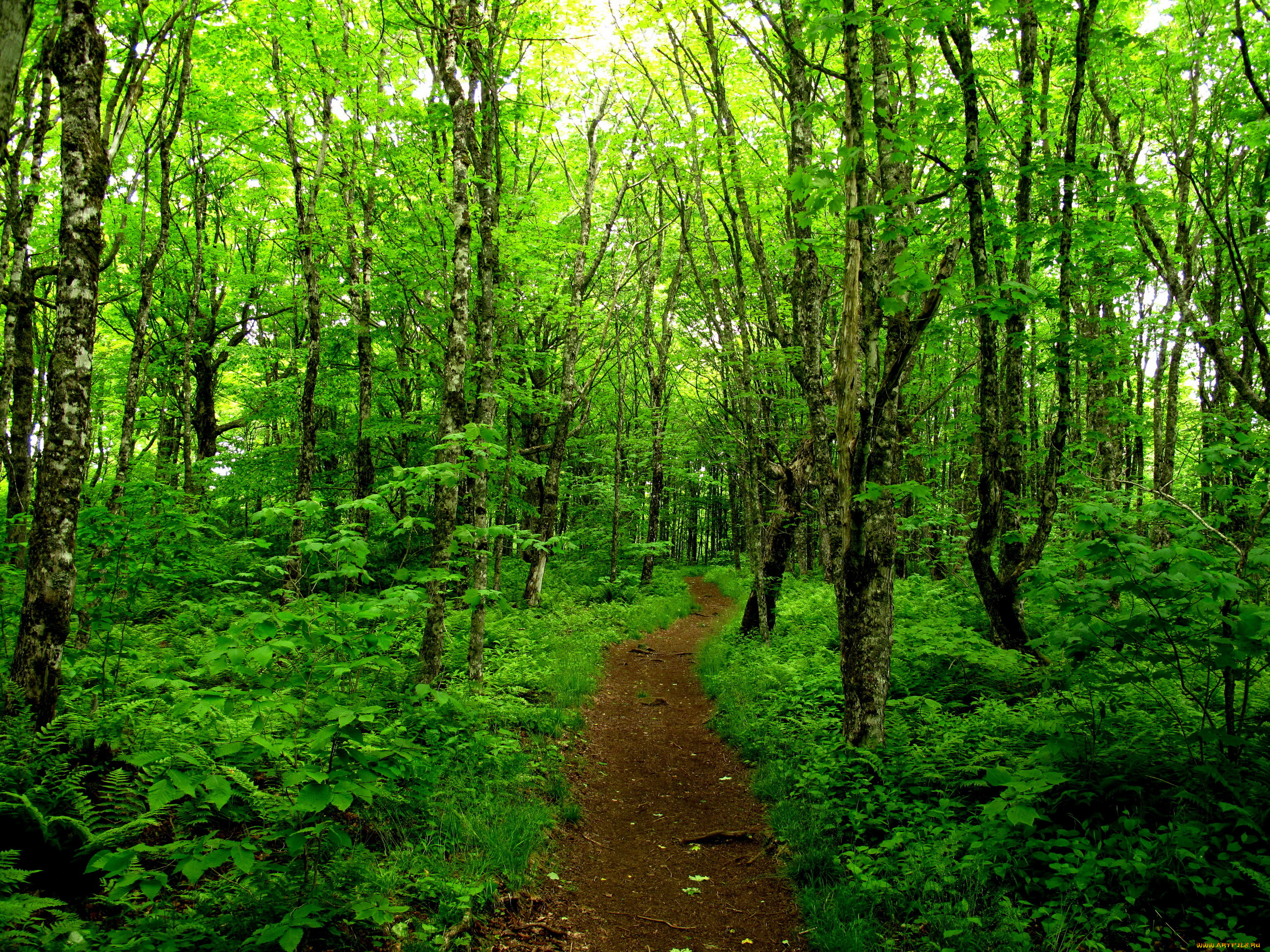 канада, новая, шотландия, природа, дороги, лес, дорога