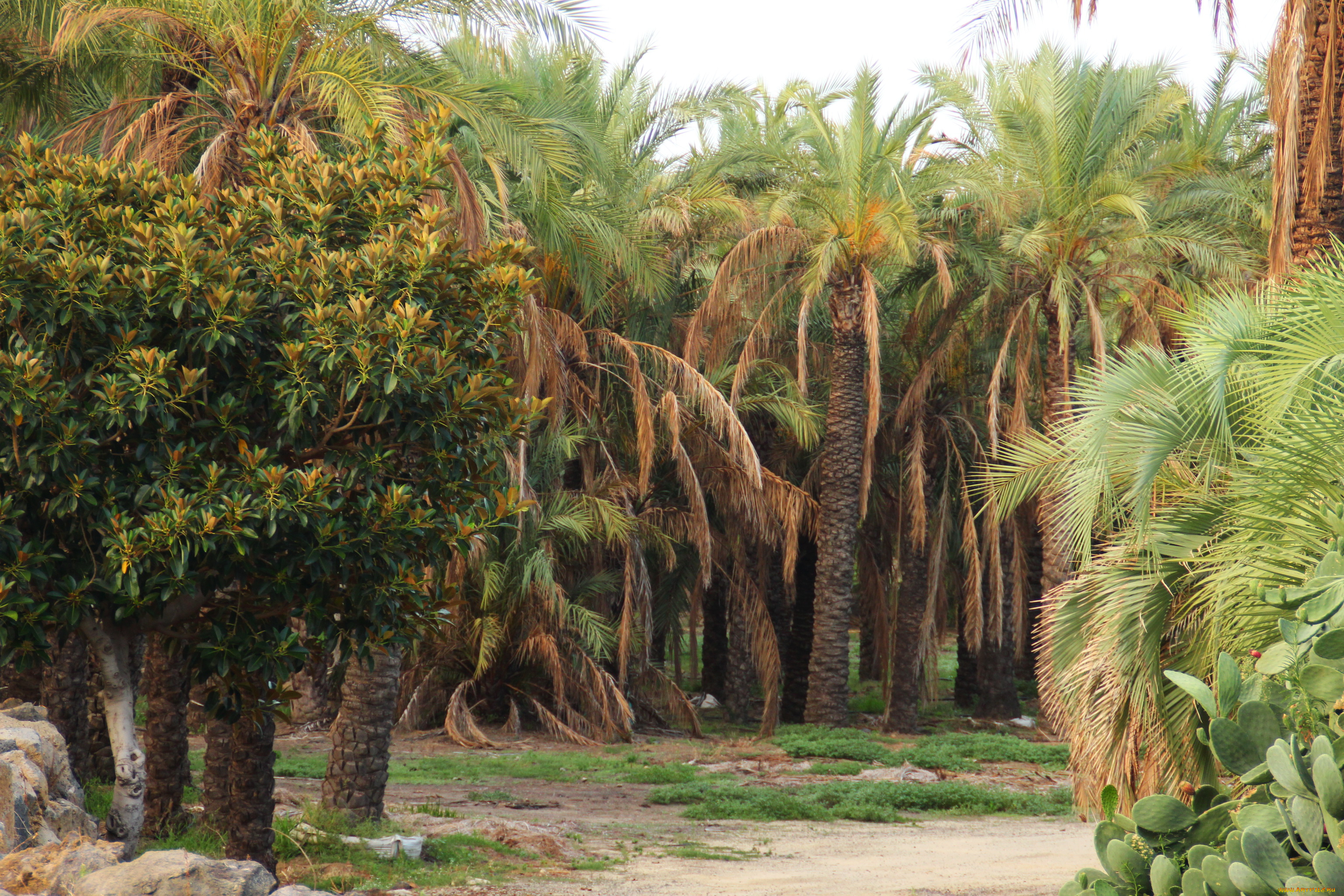 италия, сицилия, ачиреале, природа, парк, деревья