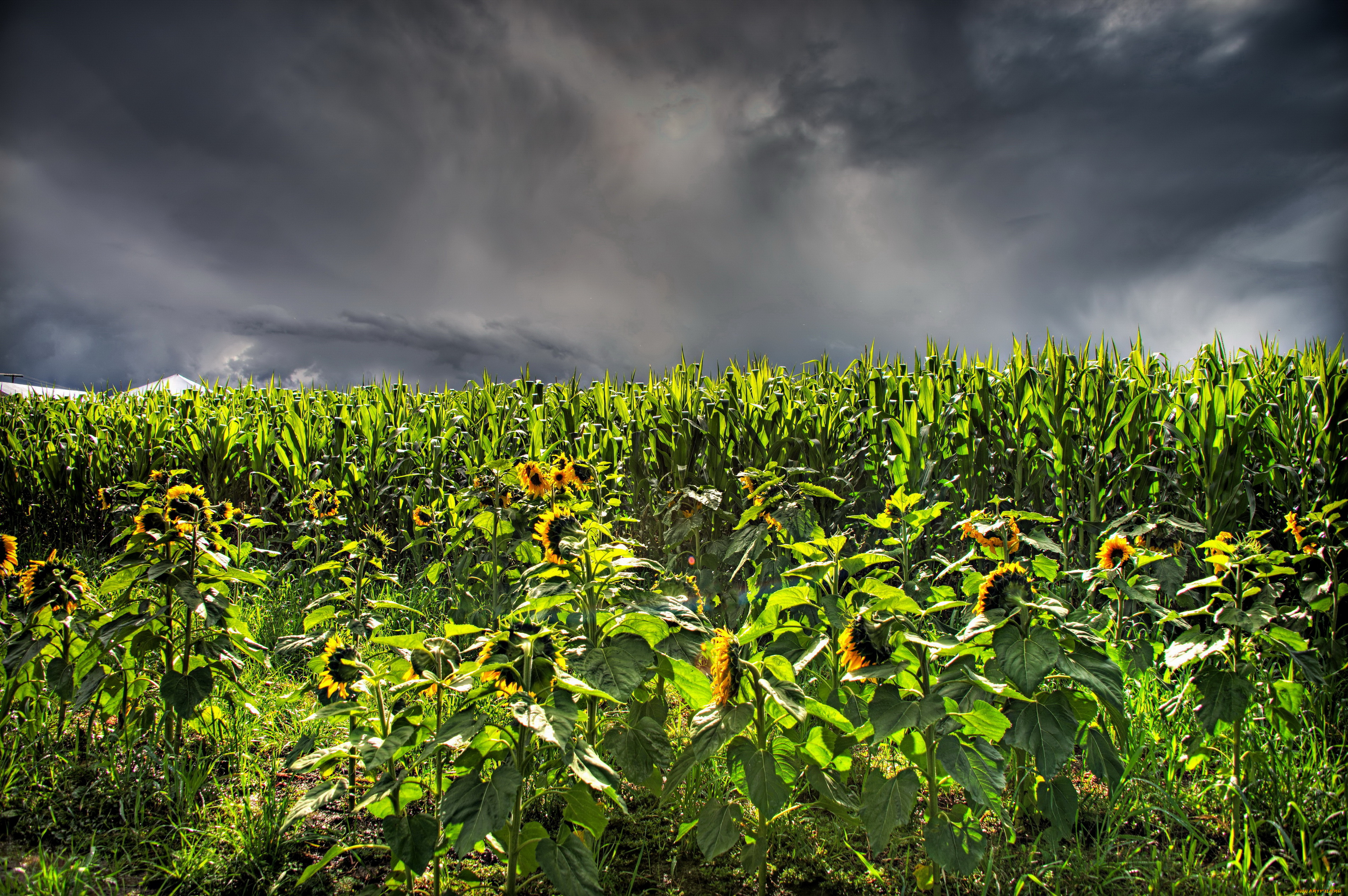 природа, поля, поле, подсолнухи