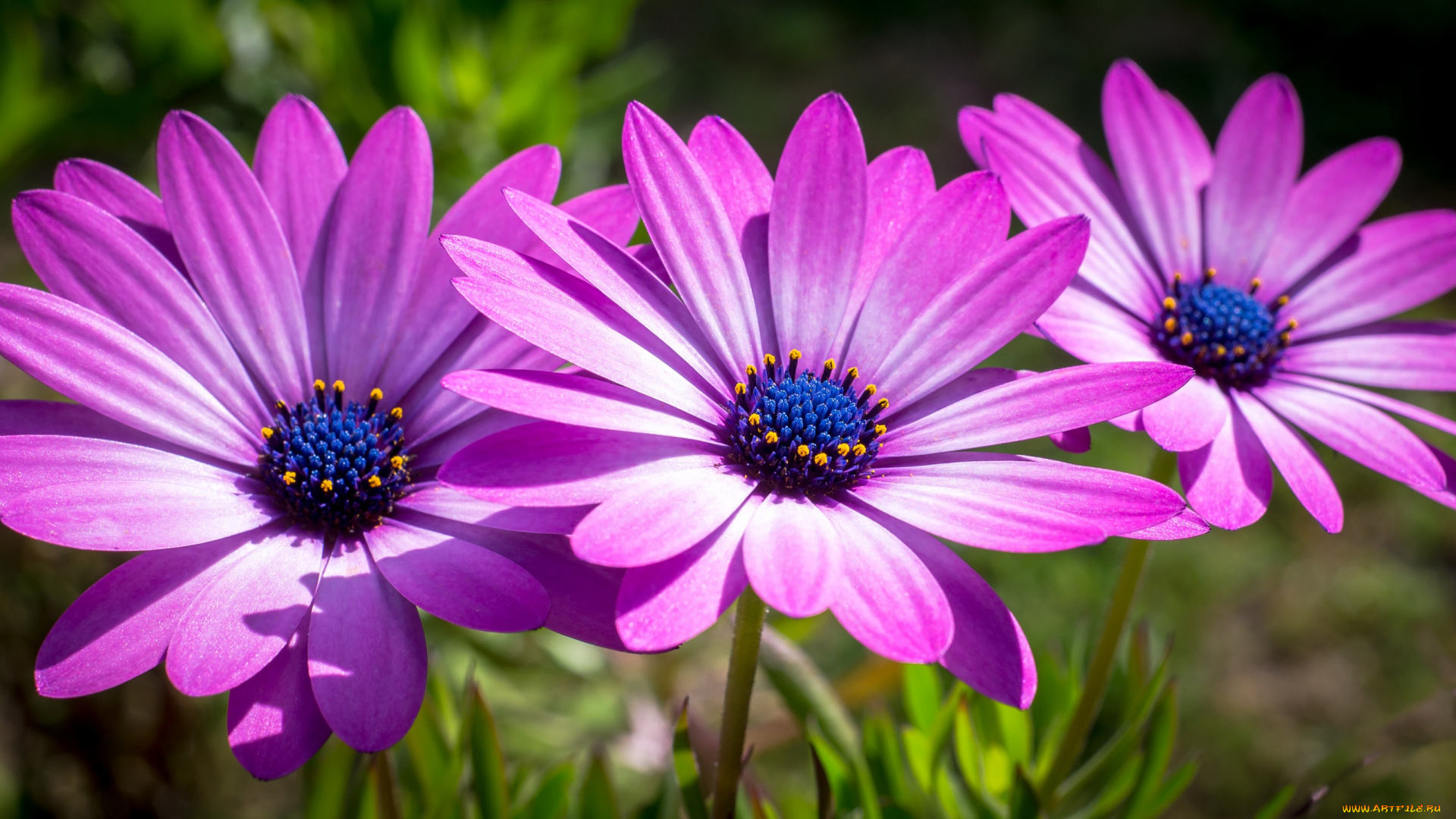 цветы, диморфотеки, лепестки, тычинки, розовые, трио