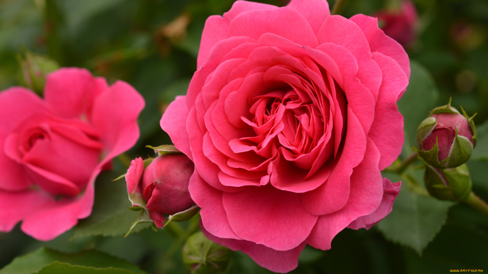 цветы, розы, rose, роза, цветение, листья, бутон, лепестки, blossoms, leaves, petals, bud