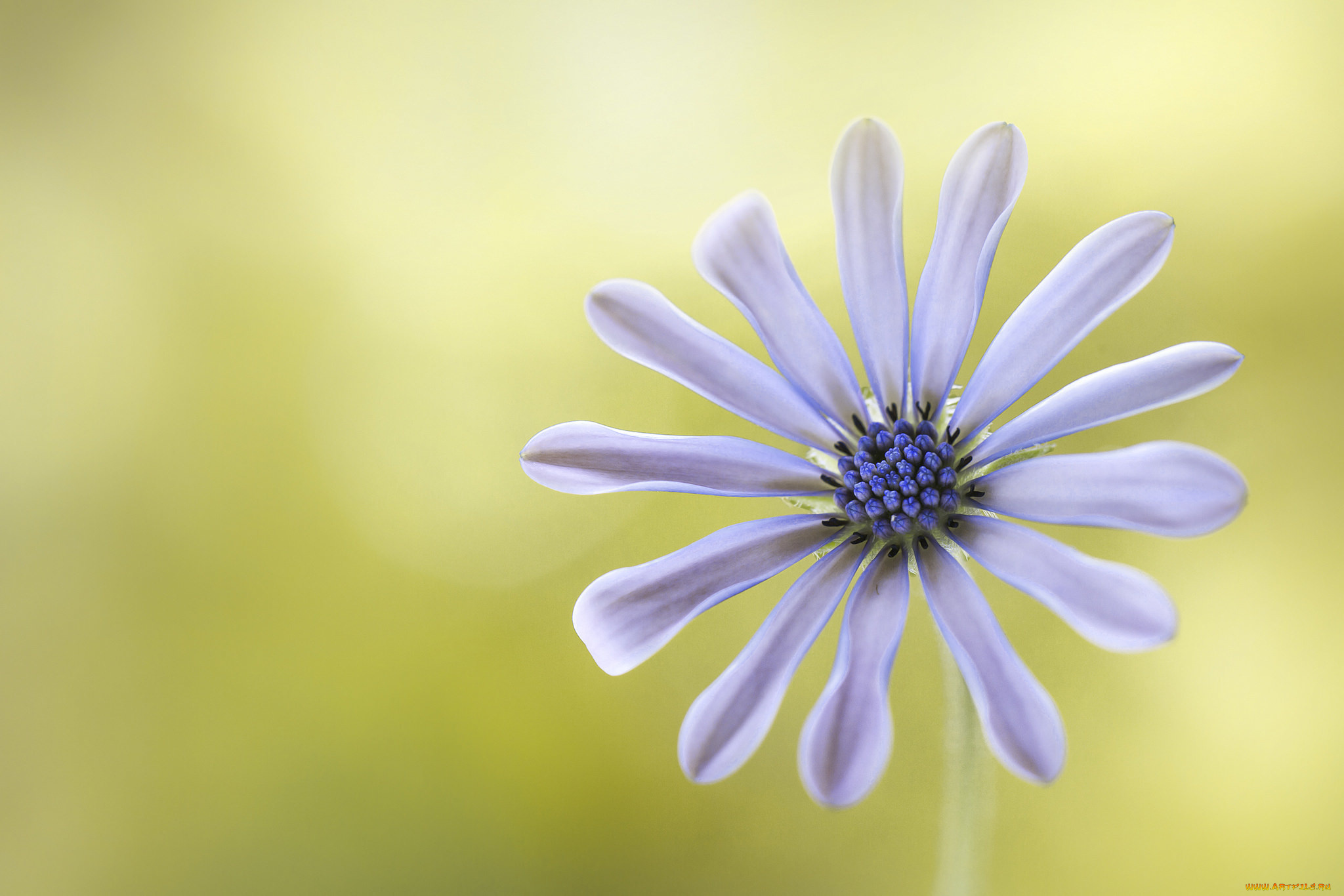 цветы, диморфотеки, лепестки, белый, цветок, фон, макро