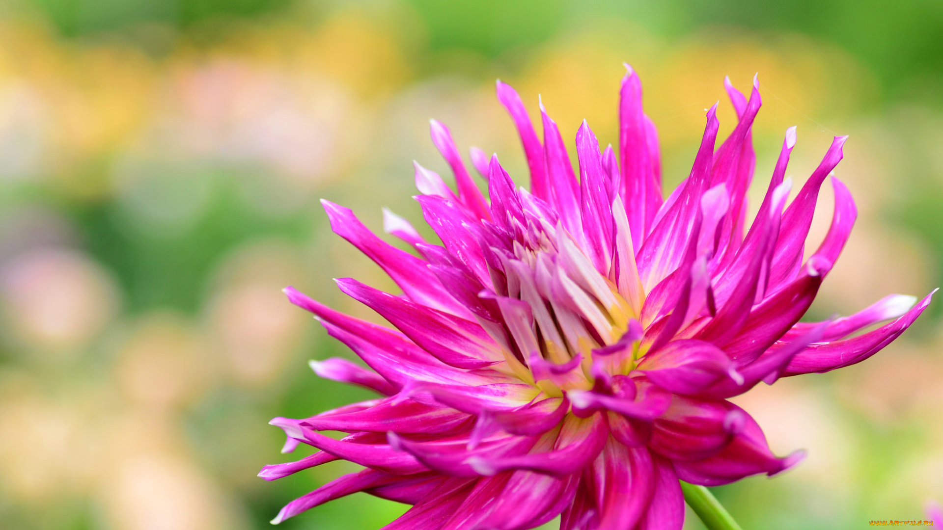 цветы, георгины, георгина, фон