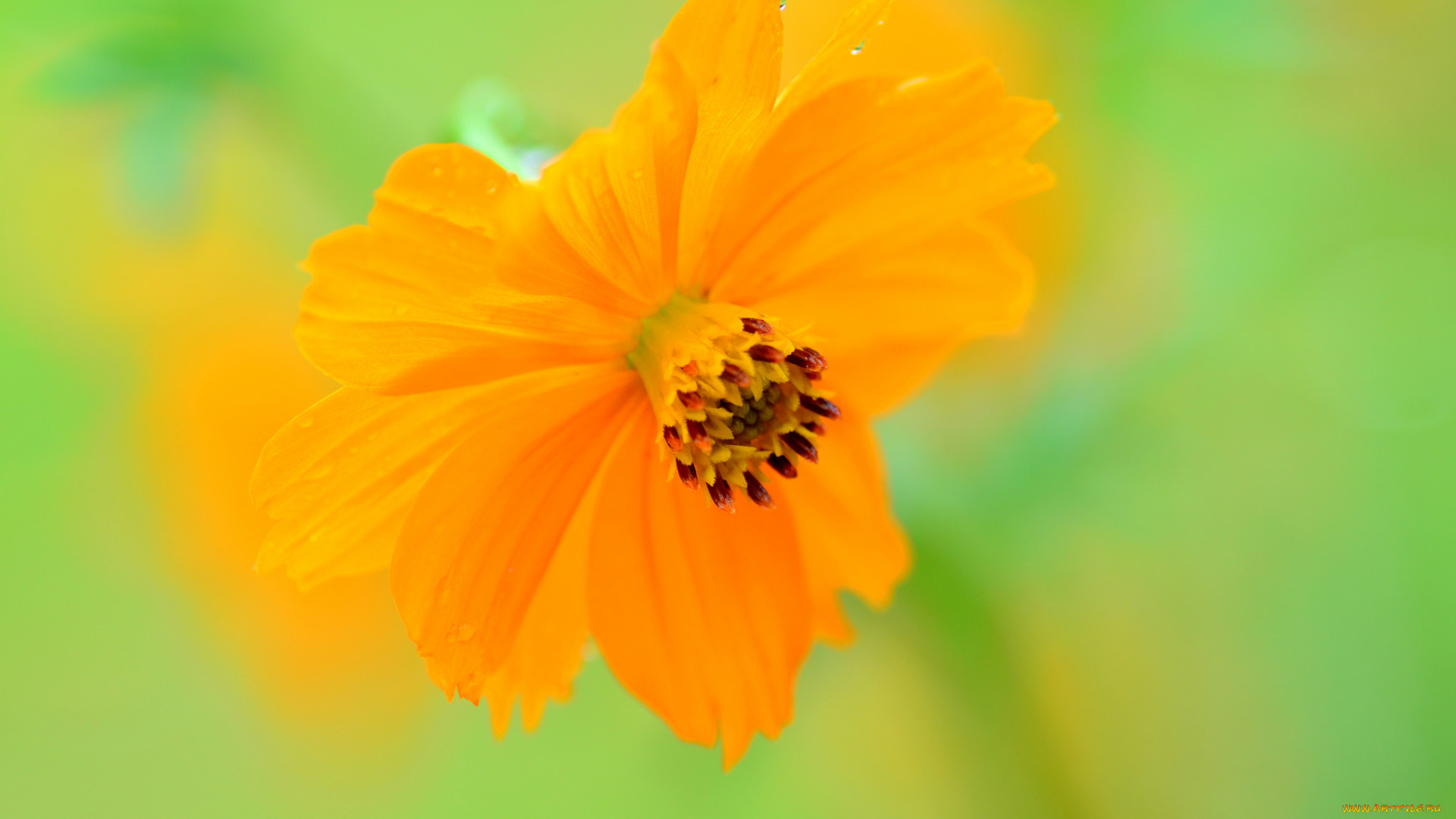 цветы, космея, макро, фон