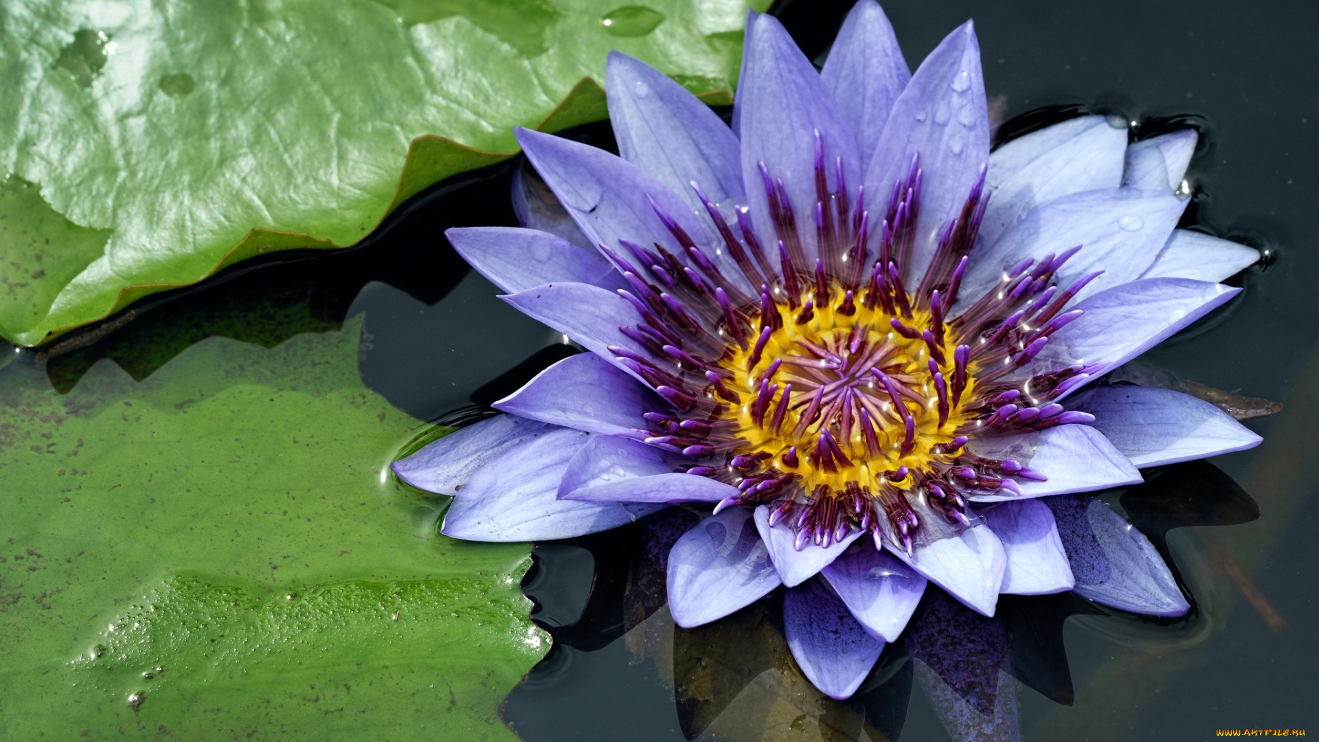 цветы, лилии, водяные, , нимфеи, , кувшинки, нимфея, водяная, лилия, вода, лепестки, сиреневый