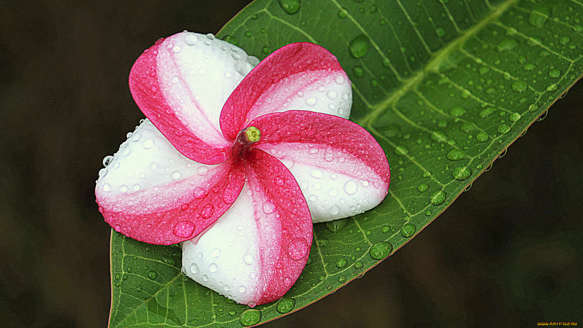 цветы, плюмерия, капли, лист, вода