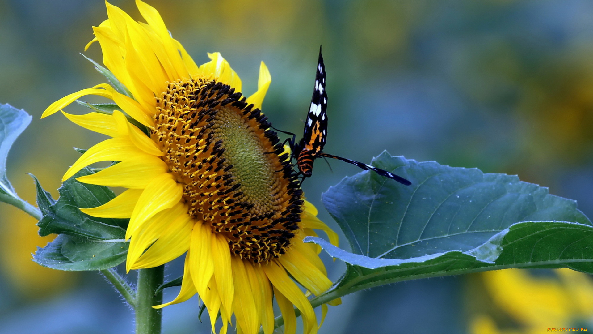 цветы, подсолнухи, лепестки