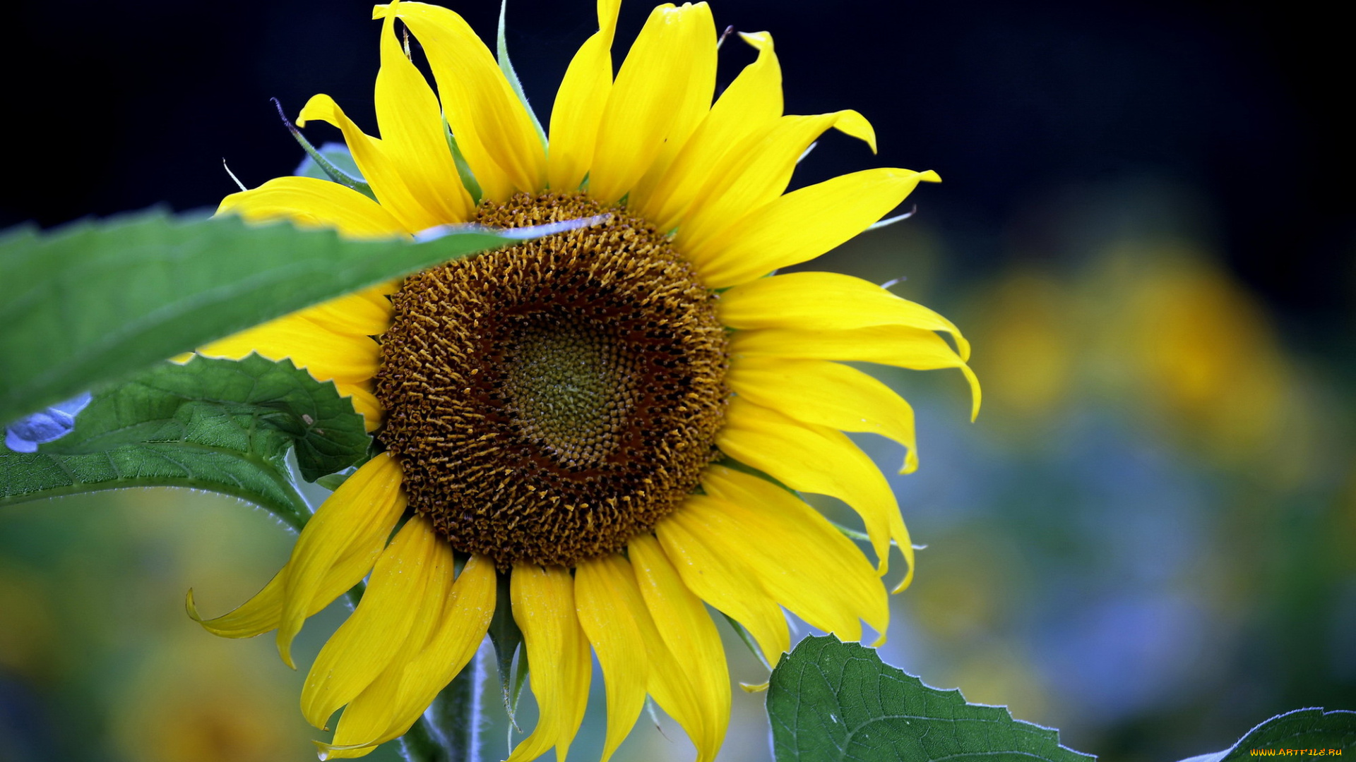 цветы, подсолнухи, лепестки