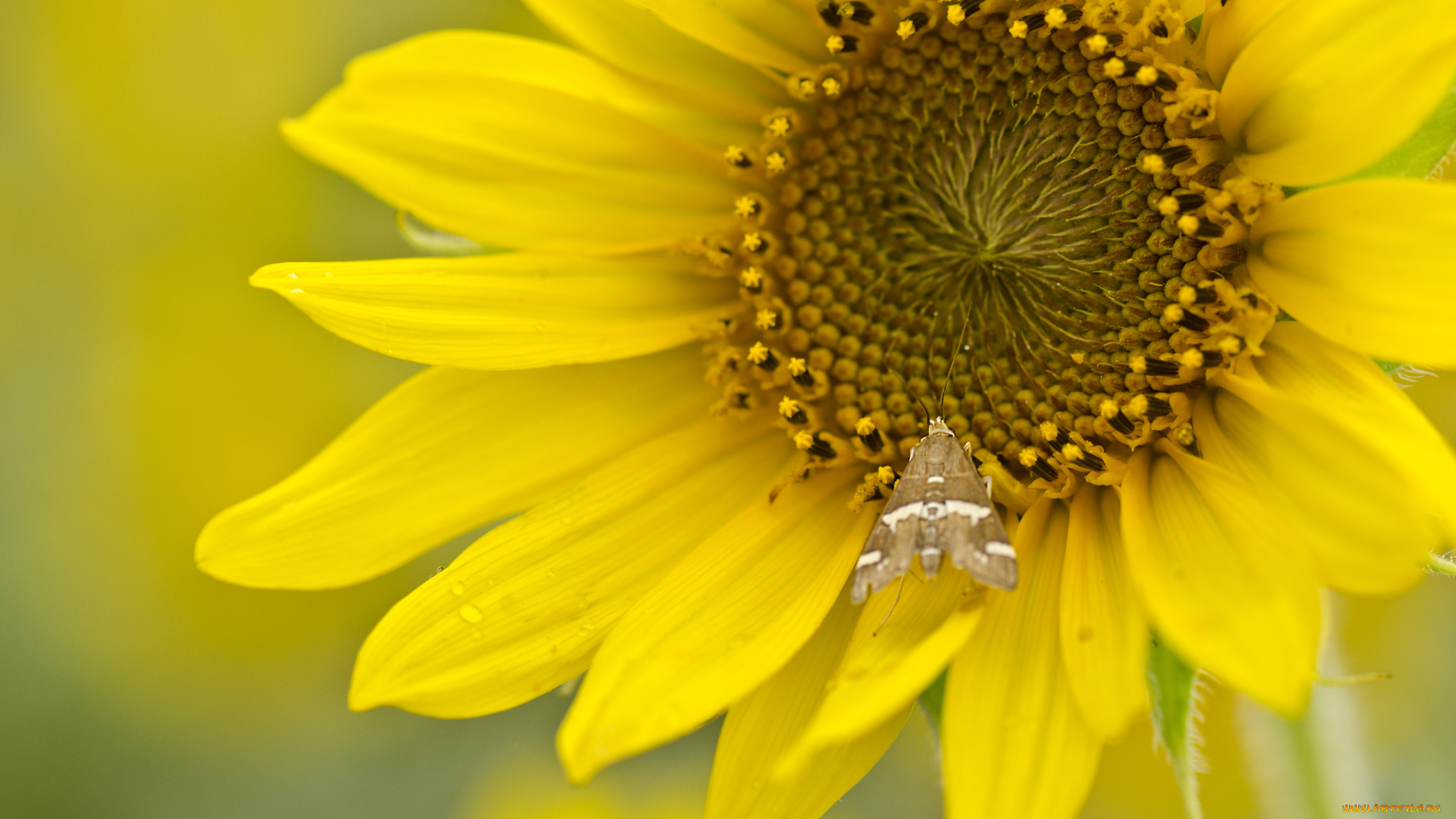 цветы, подсолнухи, подсолнух