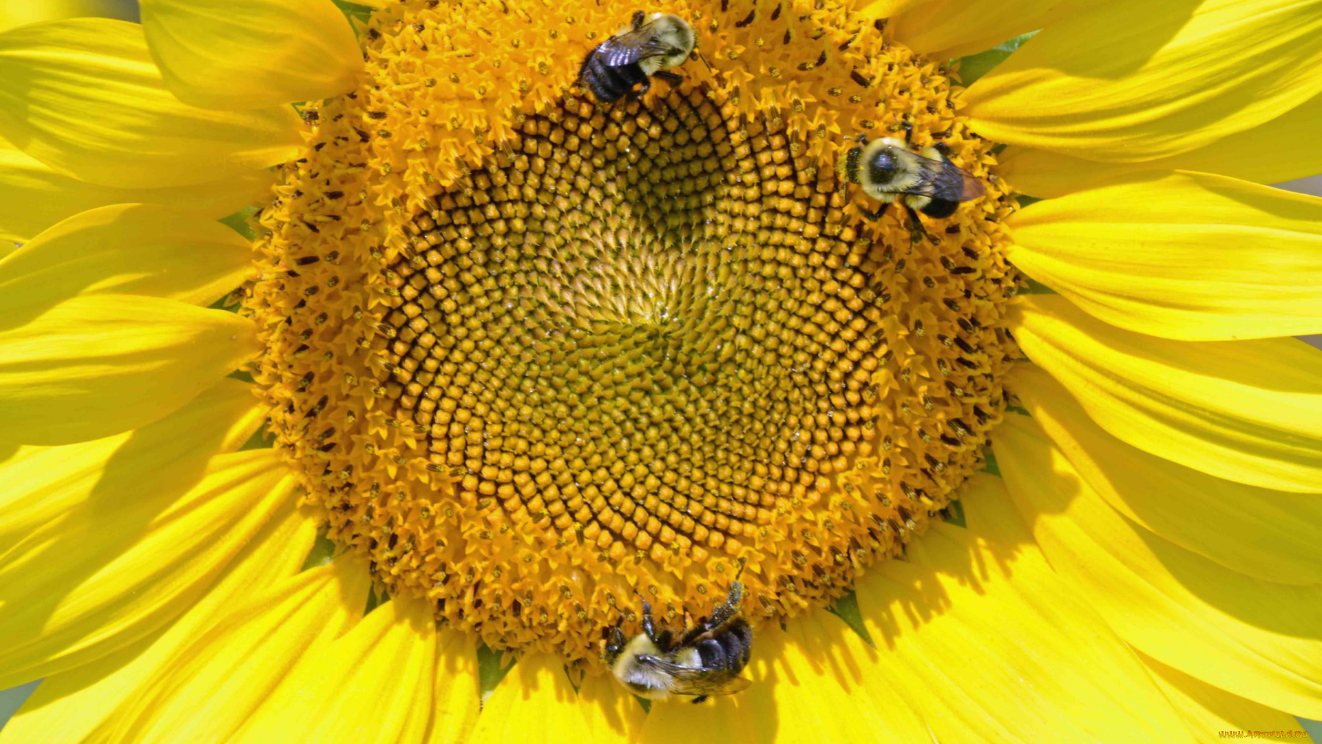 цветы, подсолнухи, подсолнух, пчёлы