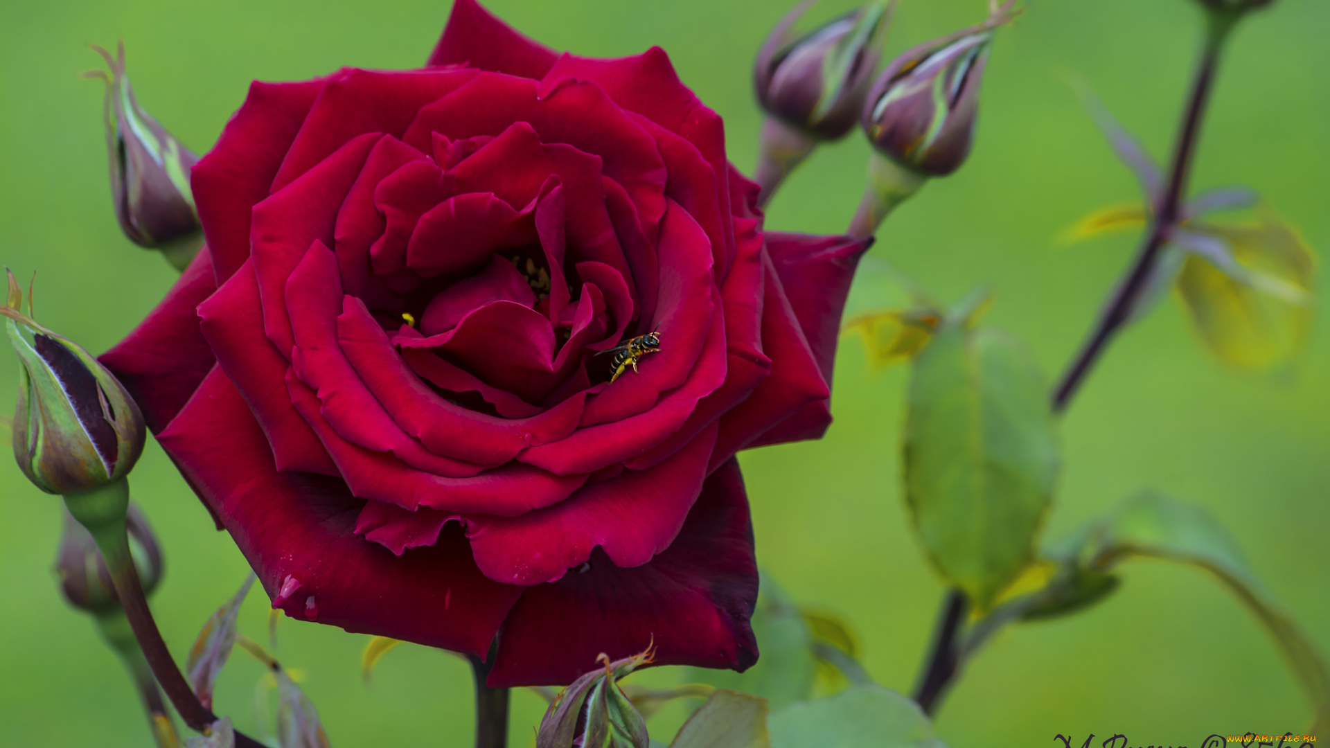 цветы, розы, роза, фон