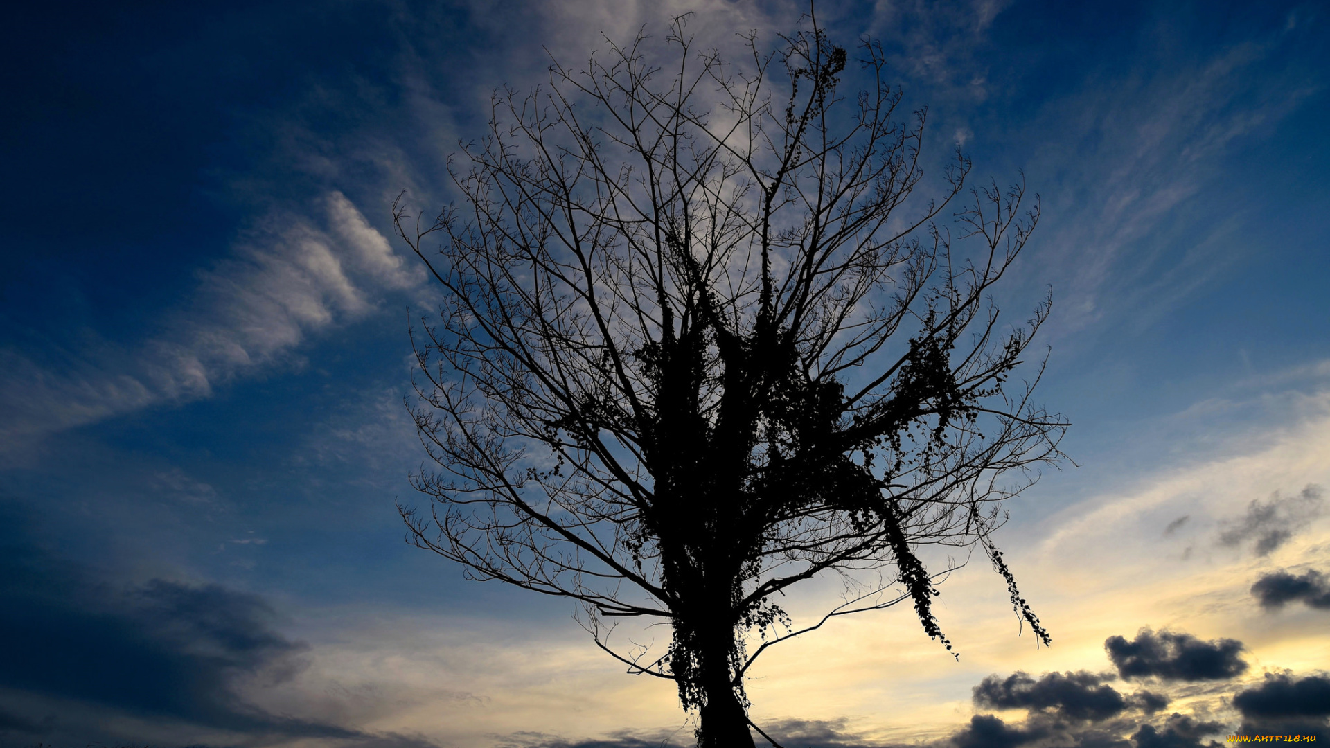природа, деревья, небо, дерево, облака