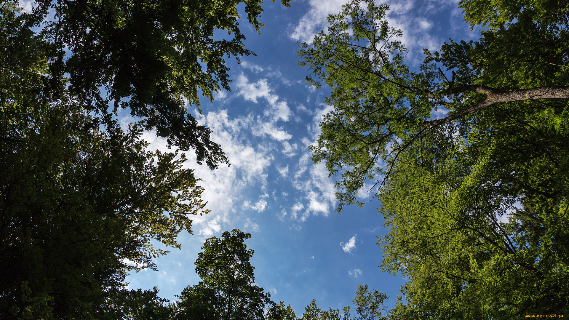 природа, деревья, небо, лес