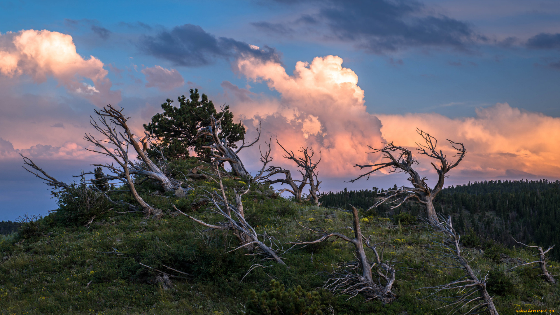природа, деревья, вечер, облака, небо