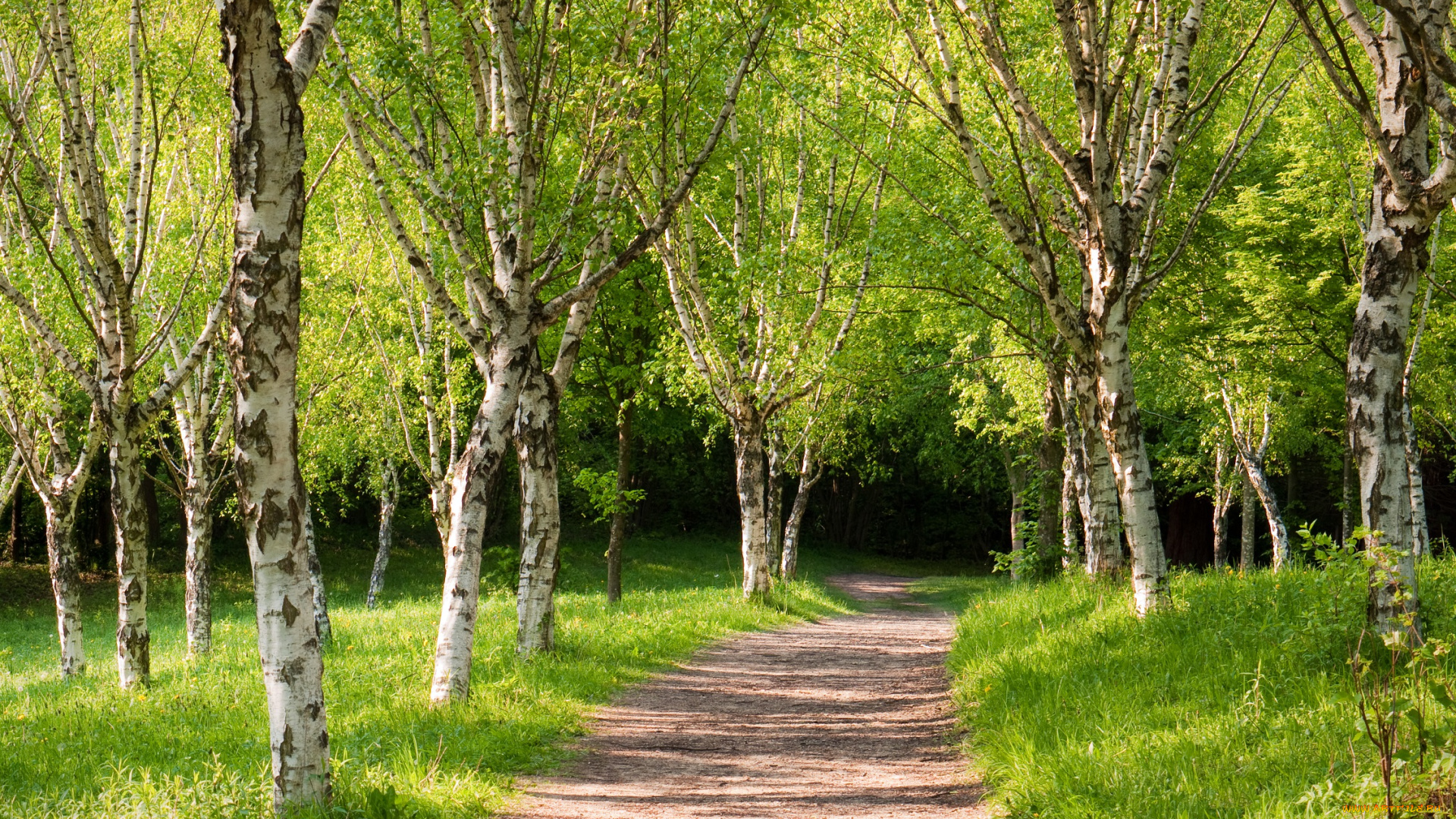 природа, дороги, берёзы, лес, дорога